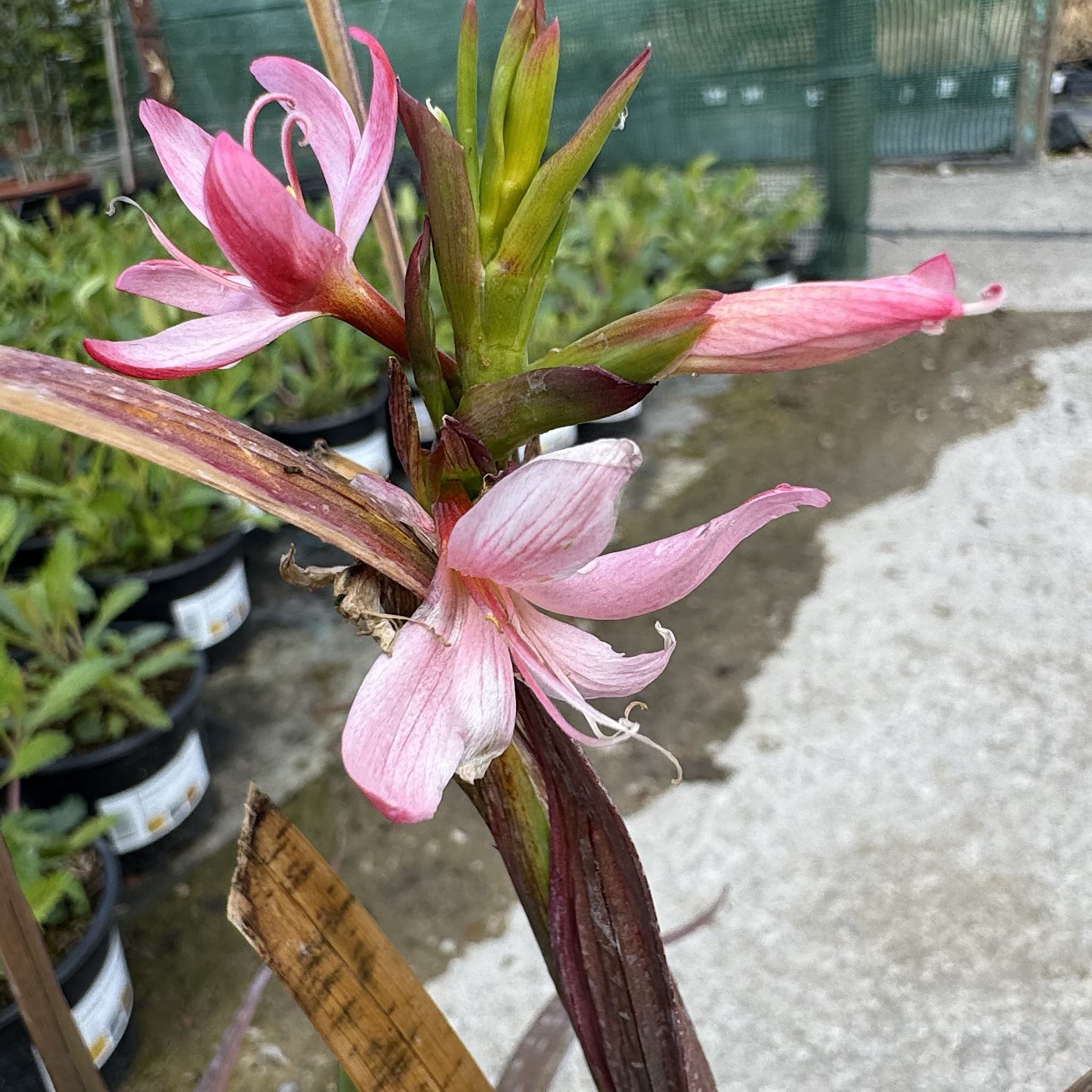Schizostylis coccinea 'Mrs Hegarty'