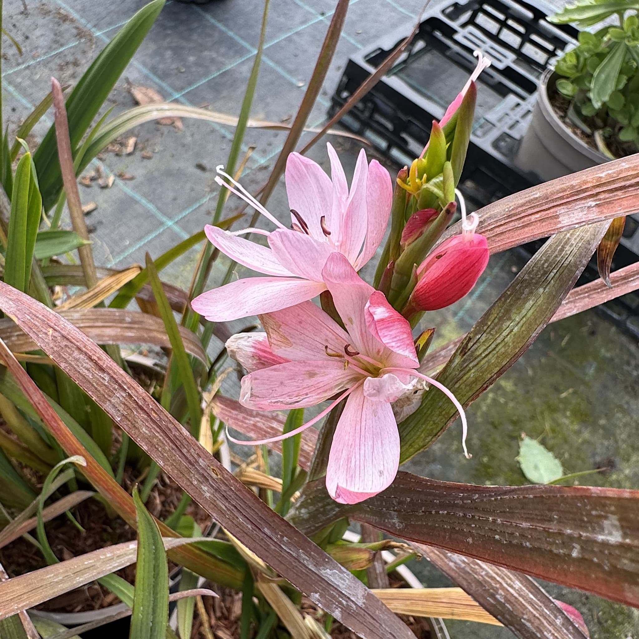 Schizostylis coccinea 'Mrs Hegarty'