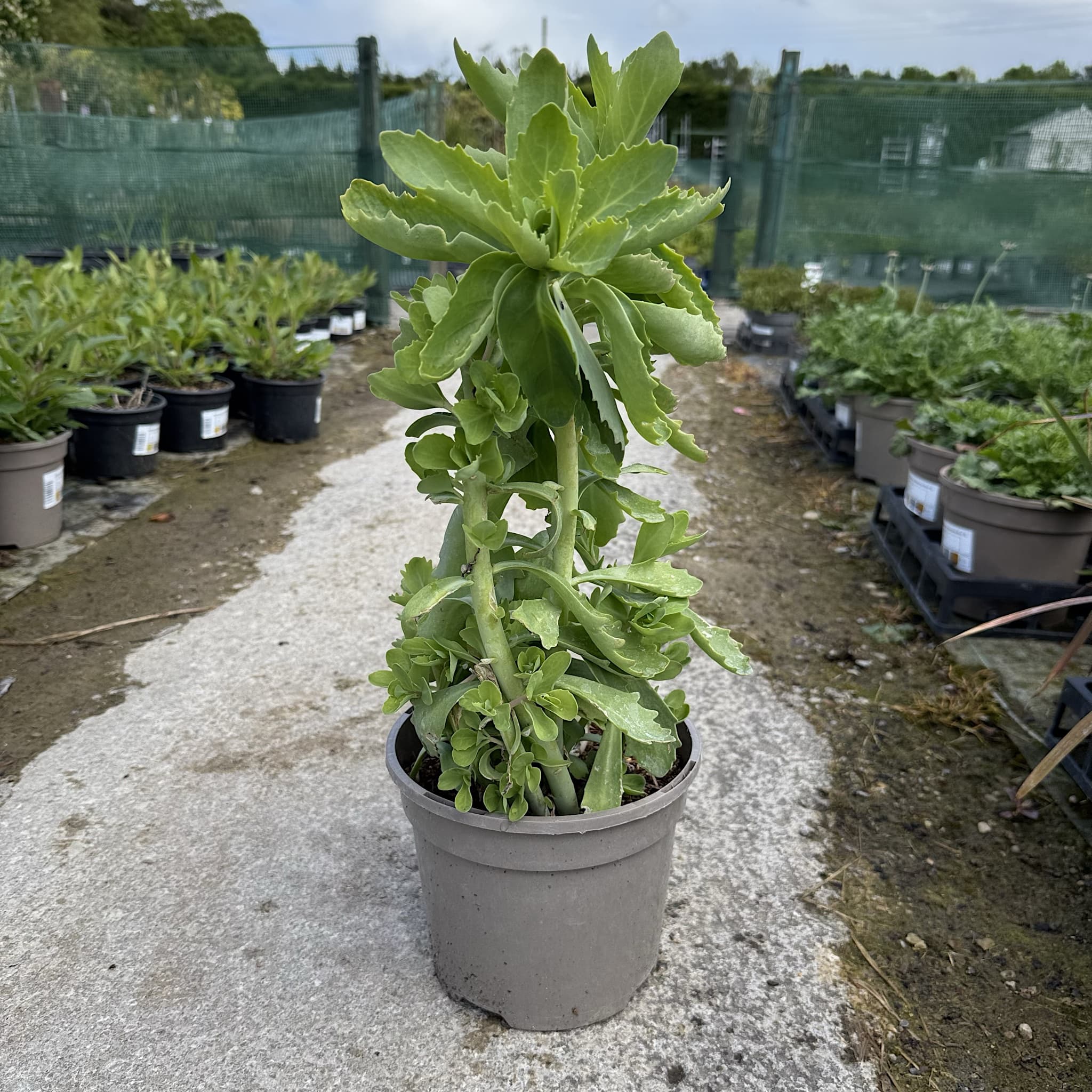 Sedum spec. 'Autumn Joy'