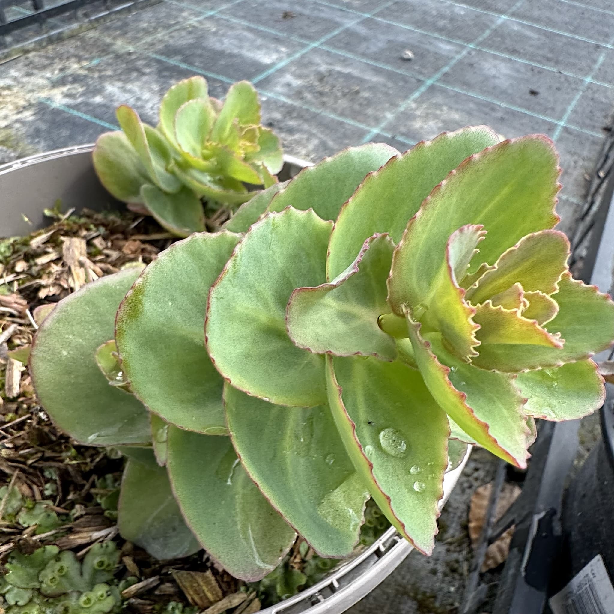 Sedum 'Seduction Rose Charm'