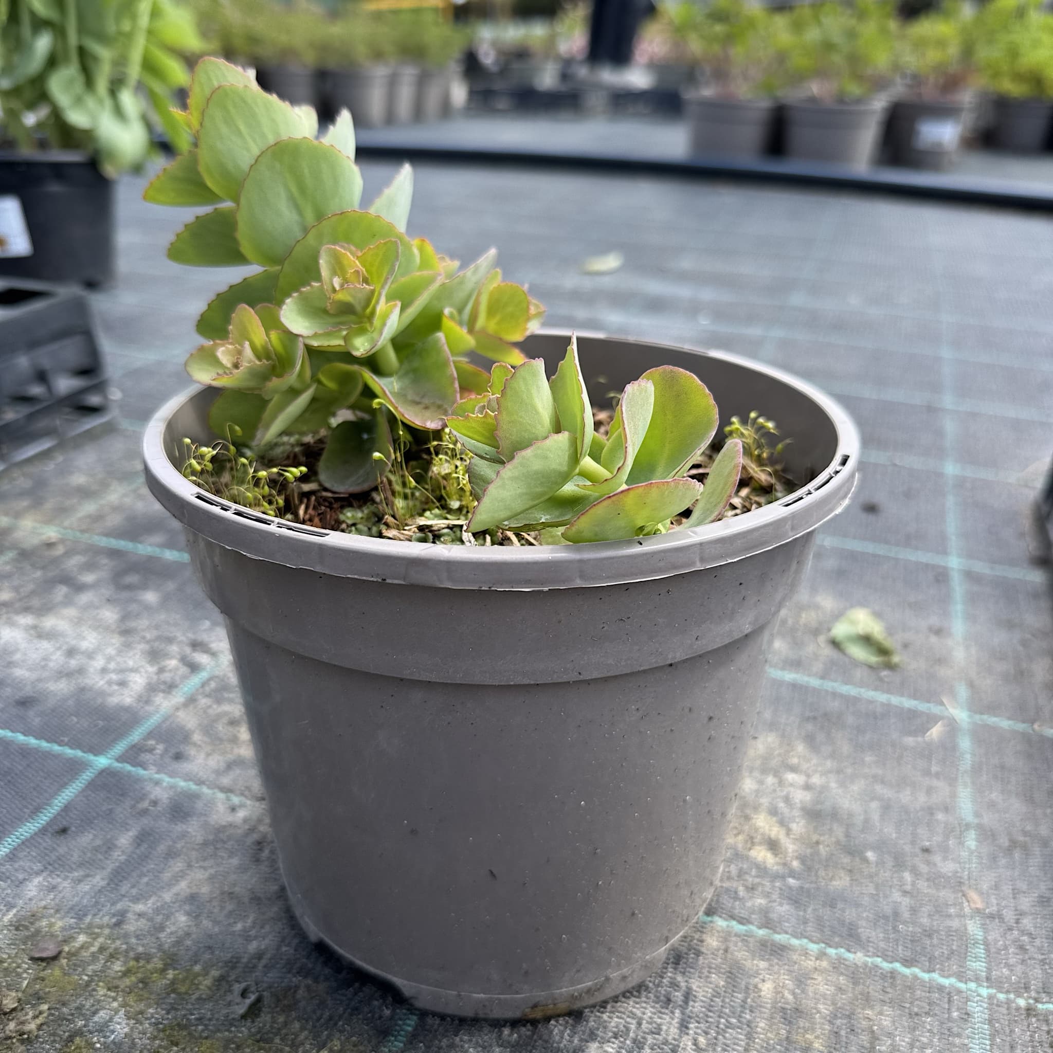 Sedum 'Seduction Rose Charm'