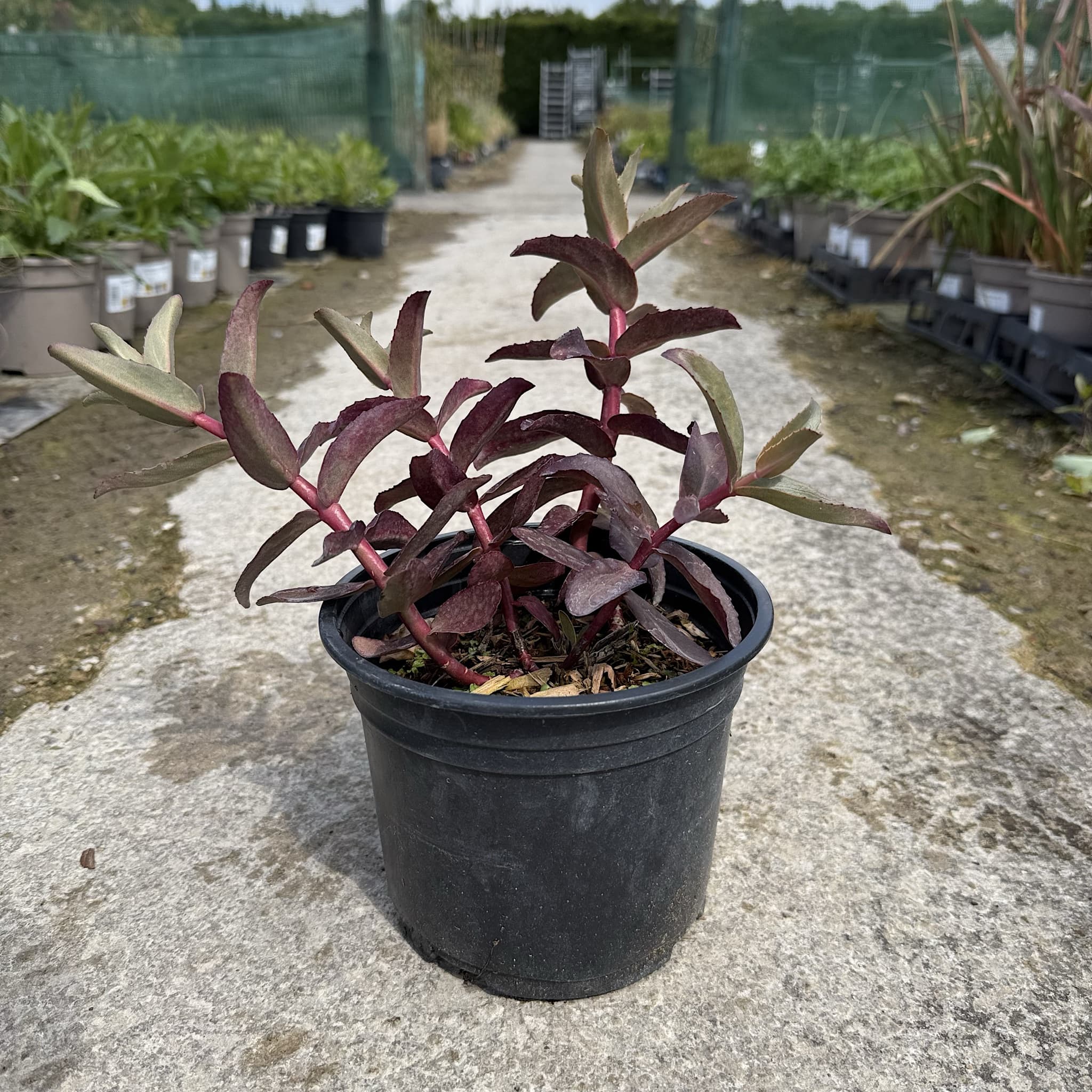 Sedum 'Purple Emperor'