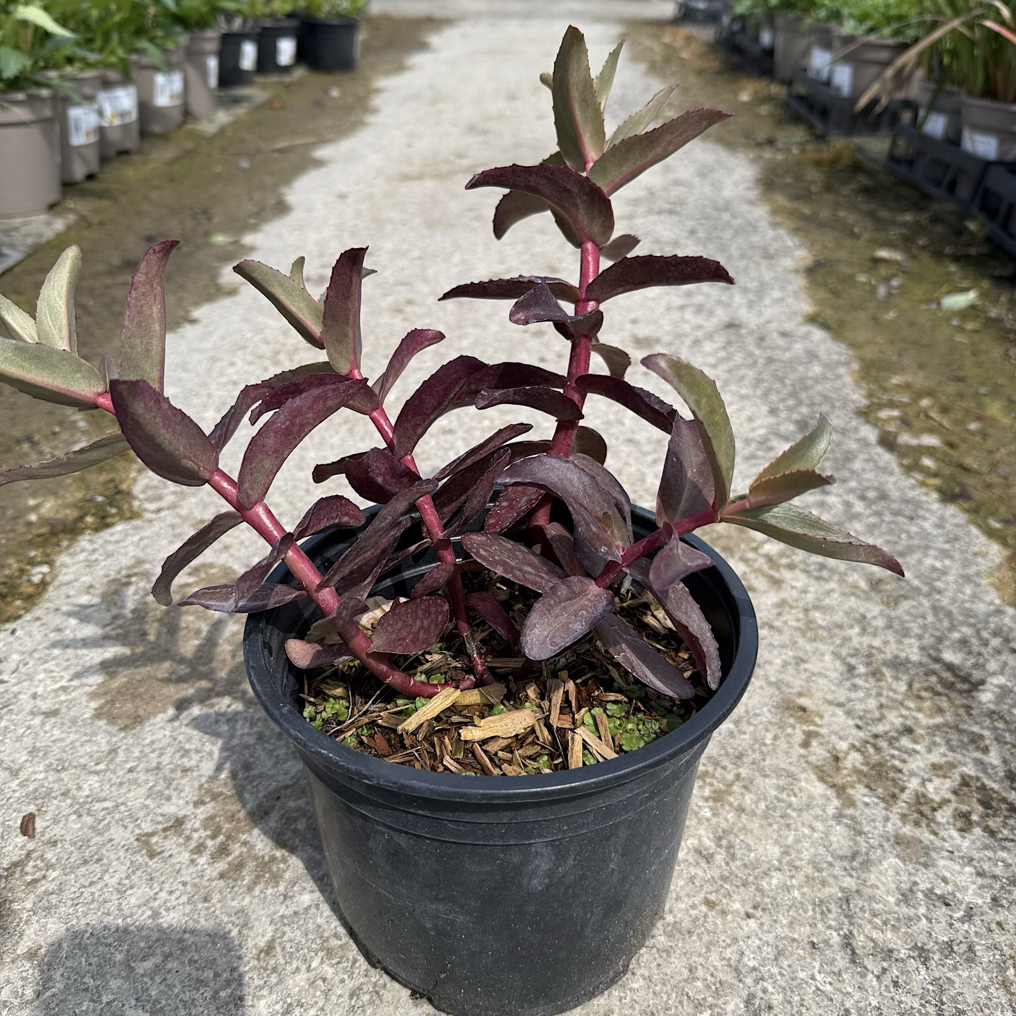 Sedum 'Purple Emperor'
