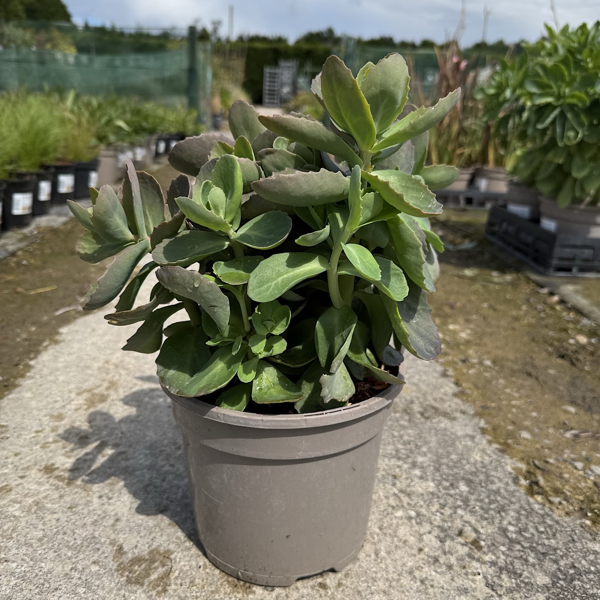 Sedum Seduction 'Pink Passion'