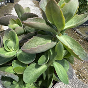 Sedum Seduction 'Pink Passion'
