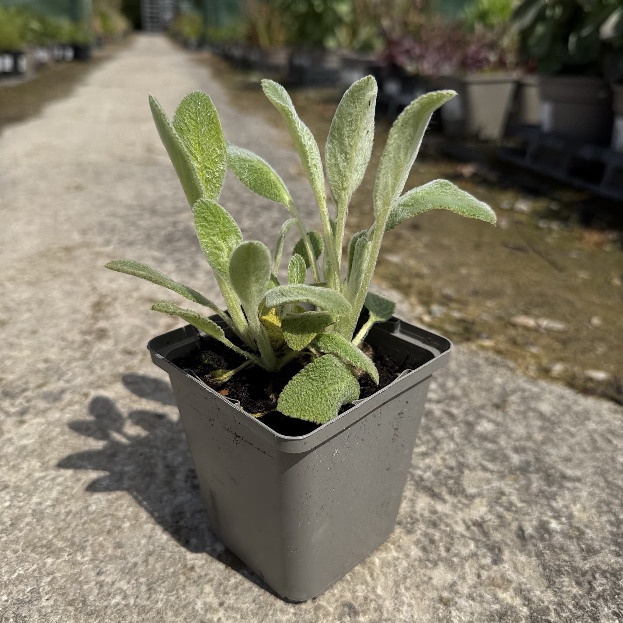 Stachys byzantina