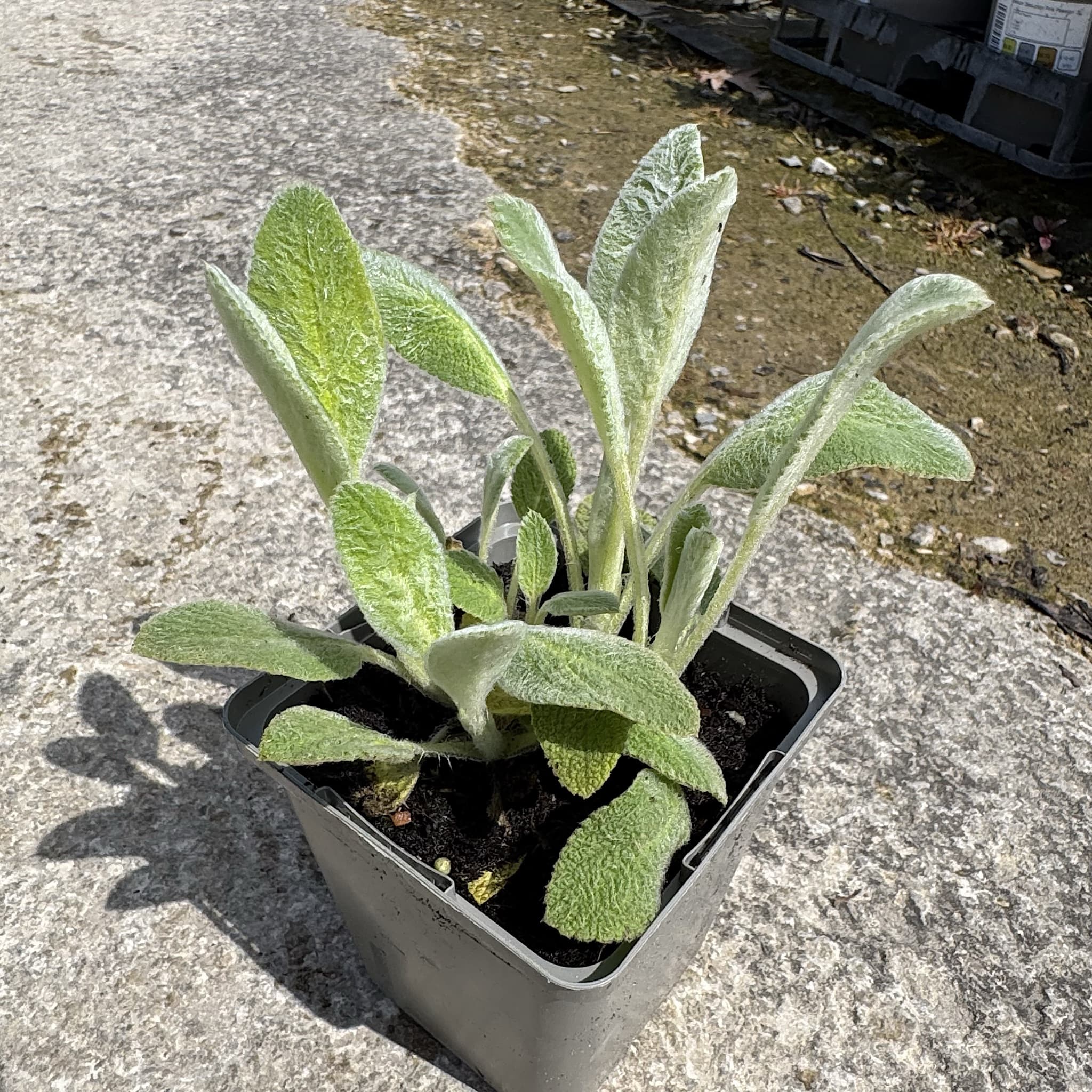 Stachys byzantina