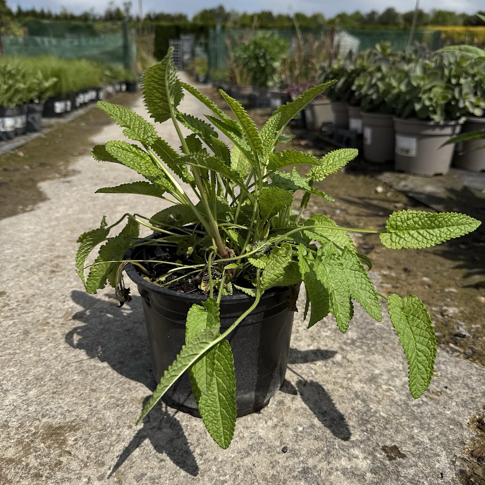 Stachys monieri 'Hummelo'