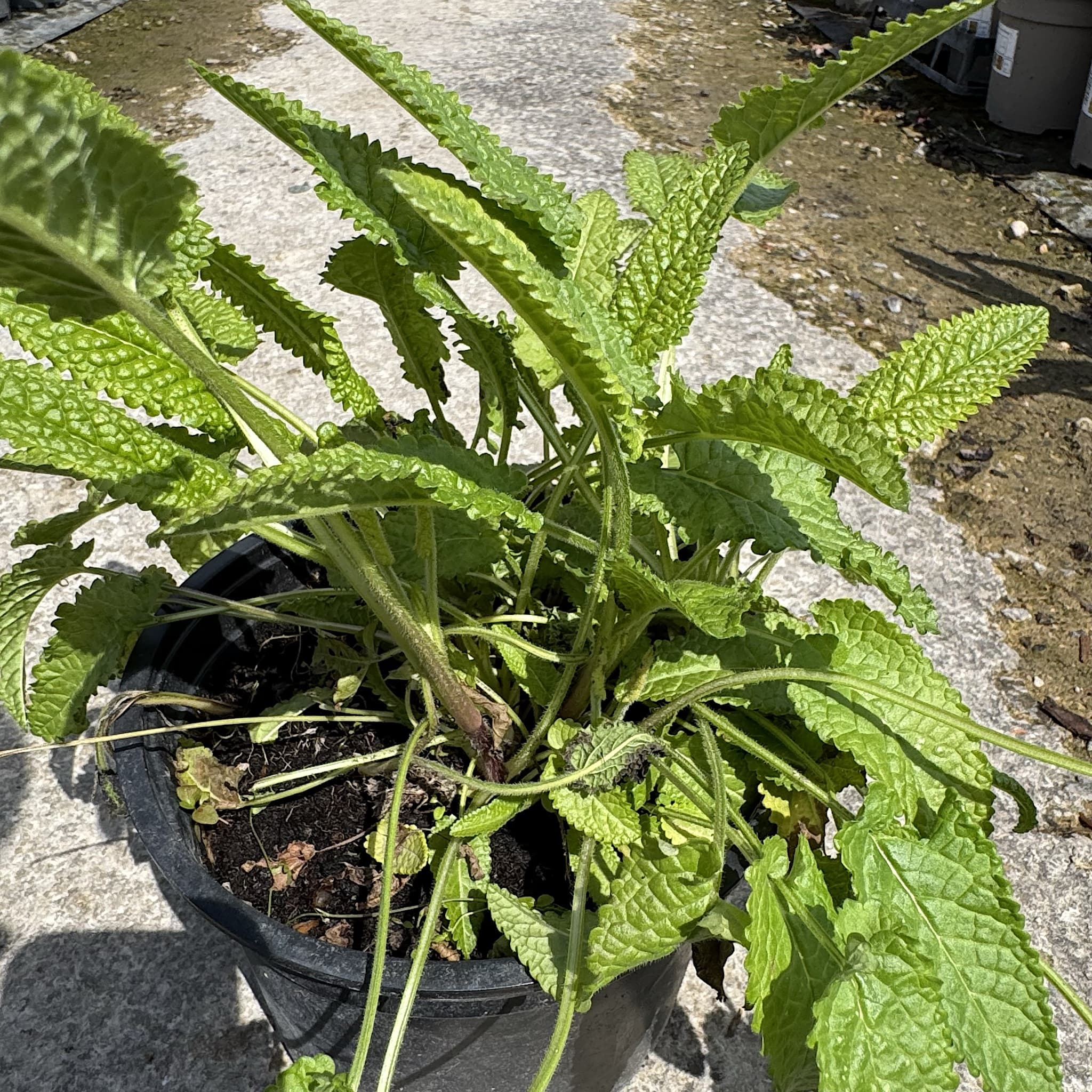 Stachys monieri 'Hummelo'