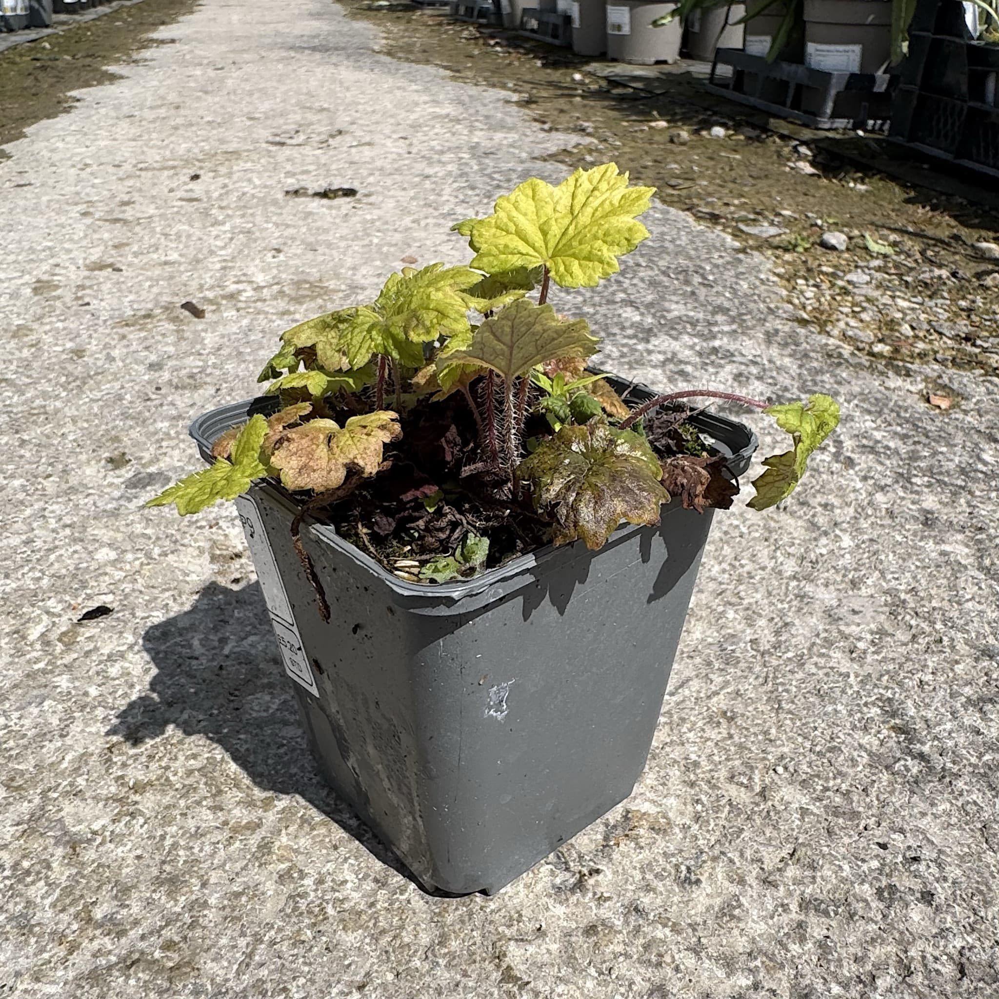 Tellima grandiflora 'Rubra'