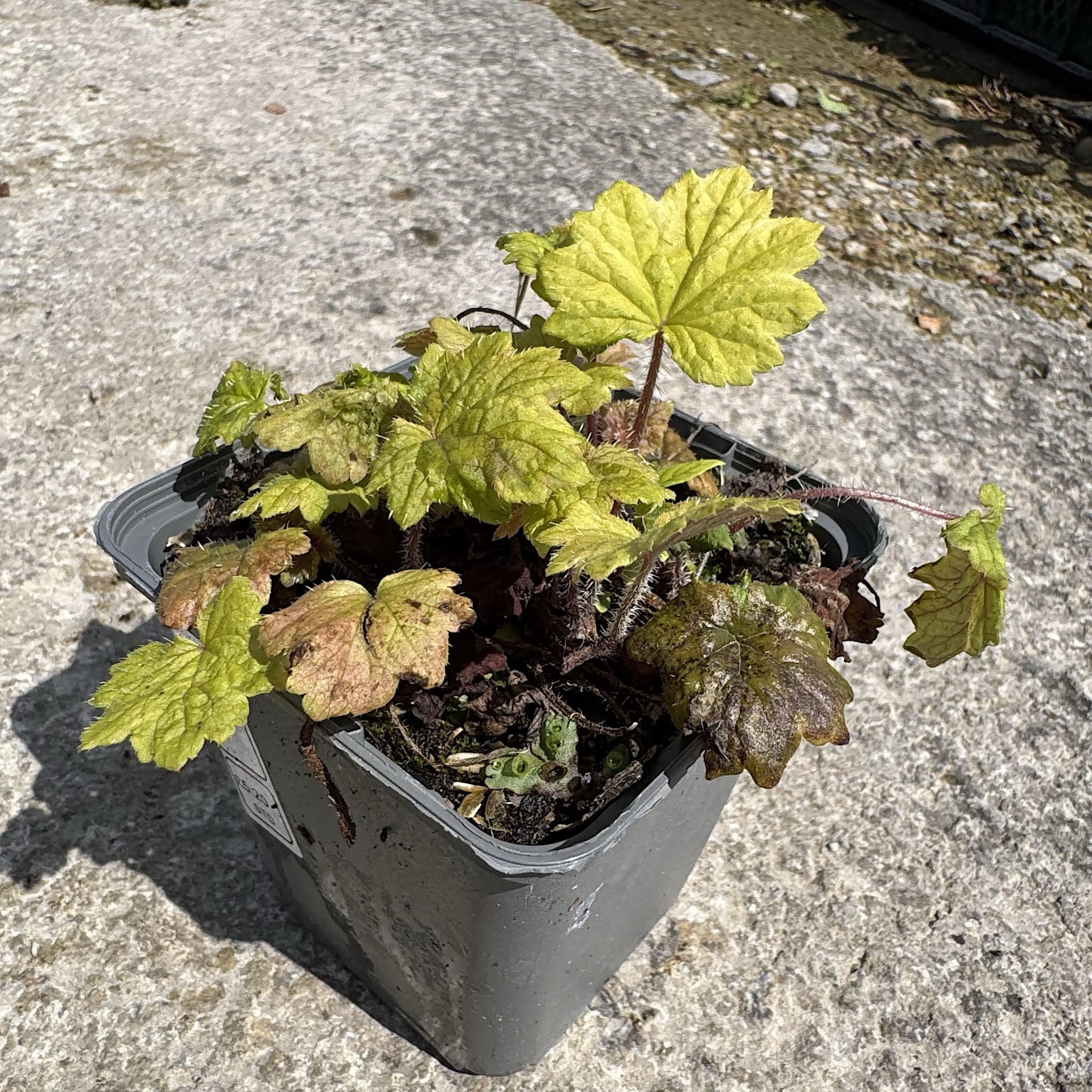 Tellima grandiflora 'Rubra'