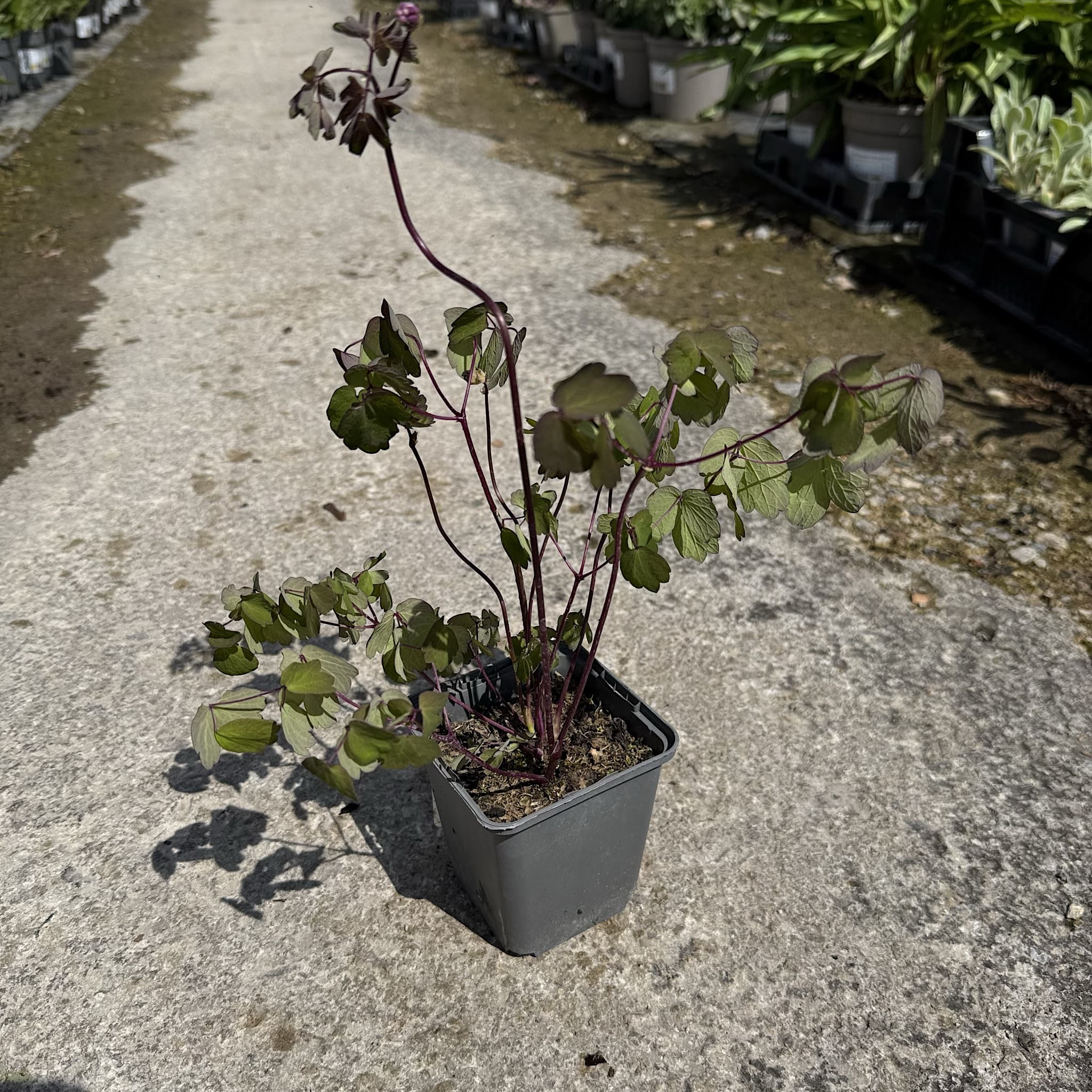 Thalictrum aquilegiifolium
