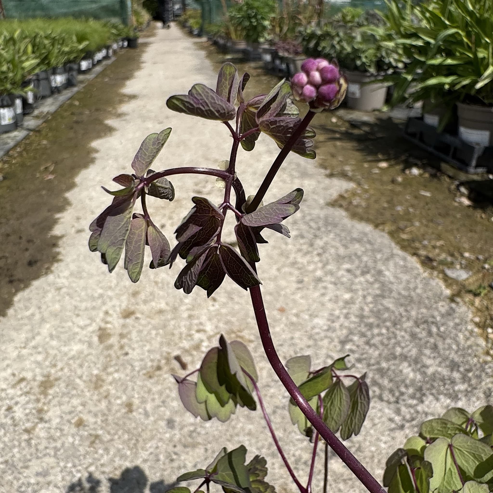 Thalictrum aquilegiifolium