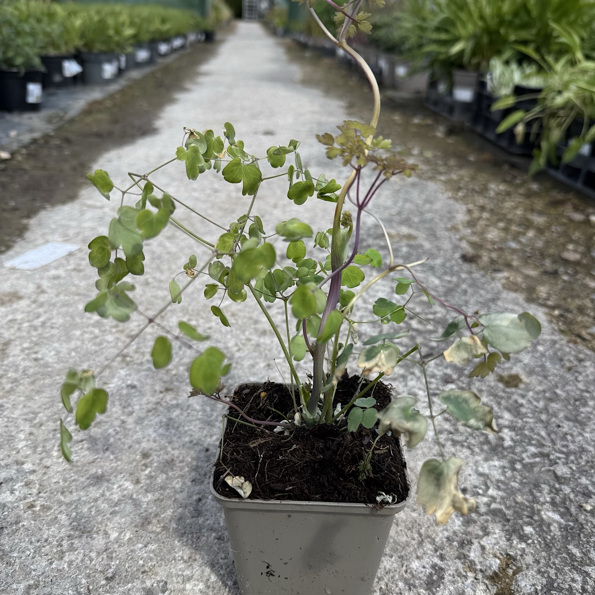 Thalictrum del. 'Hewitt's Double'