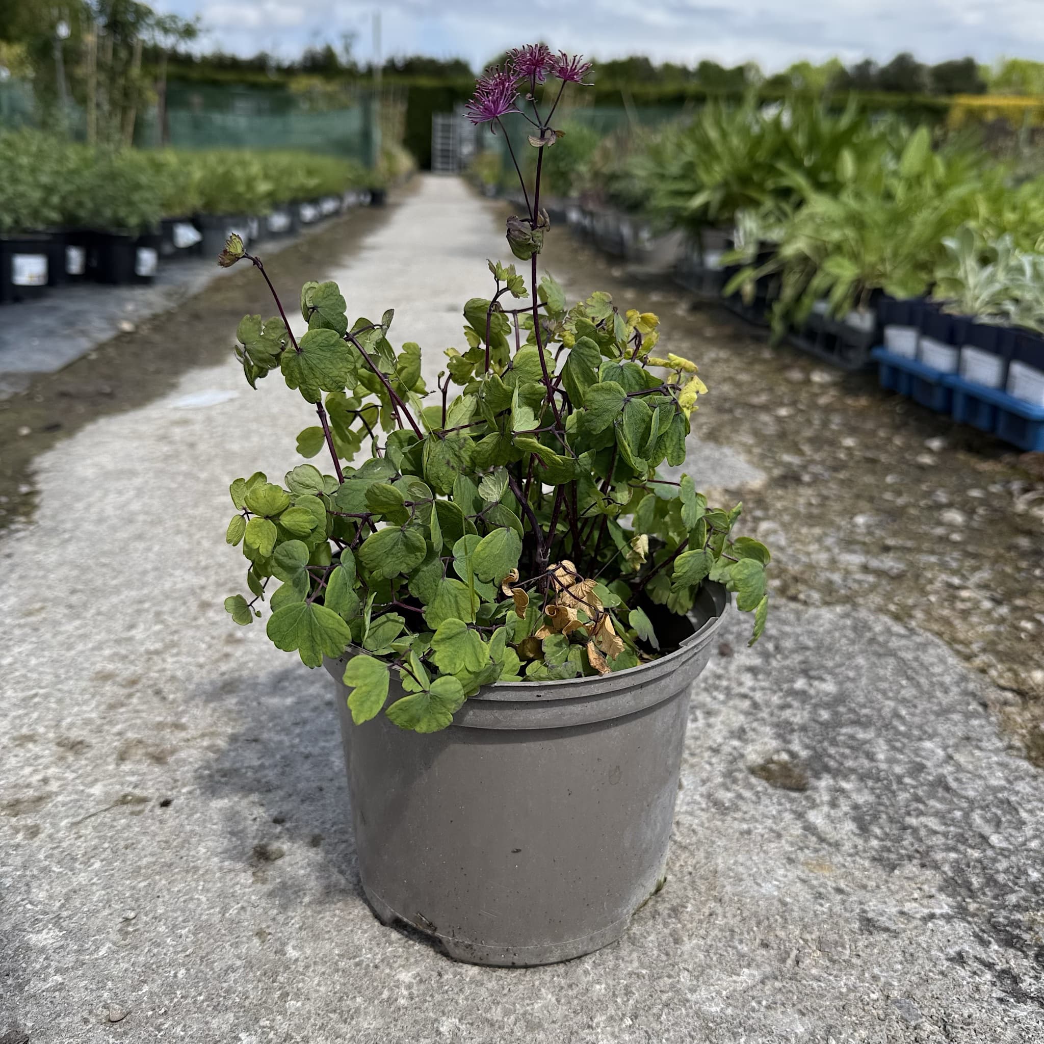 Thalictrum 'Little Pinkie'