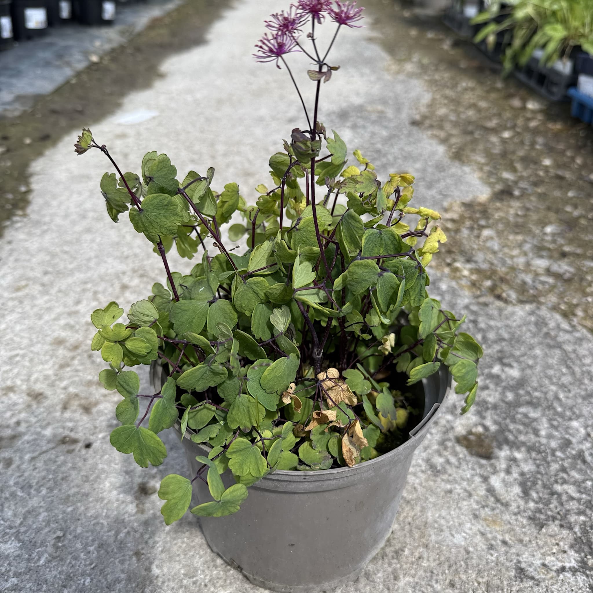 Thalictrum 'Little Pinkie'