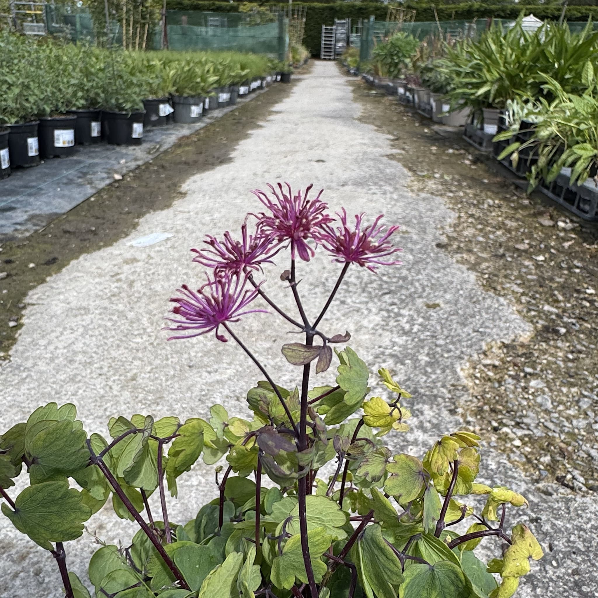 Thalictrum 'Little Pinkie'