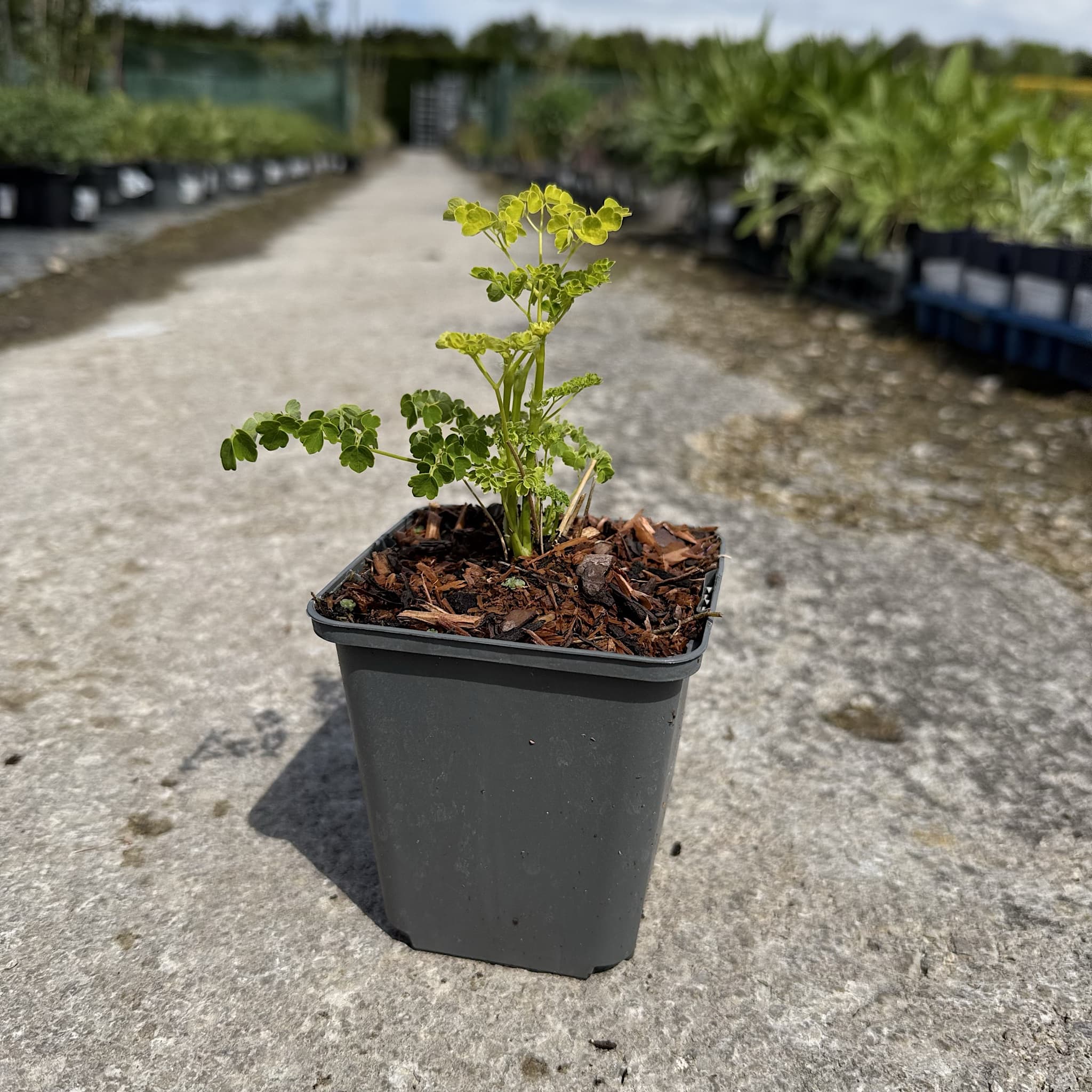 Thalictrum 'Splendide White'
