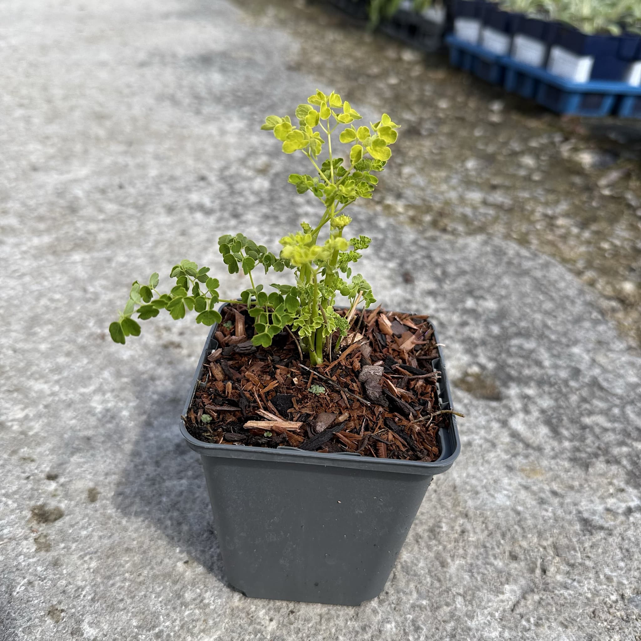Thalictrum 'Splendide White'