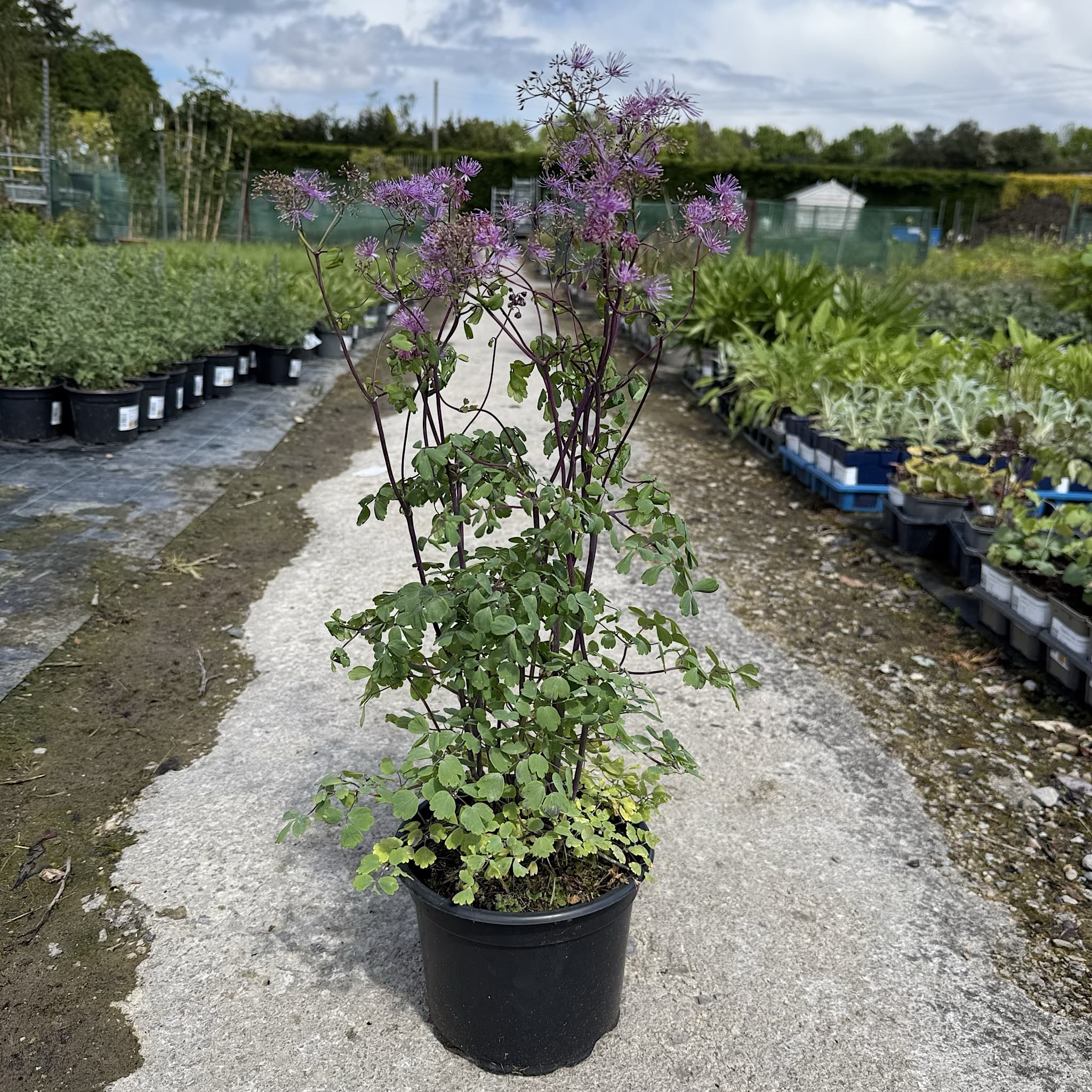 Thalictrum 'Thundercloud'