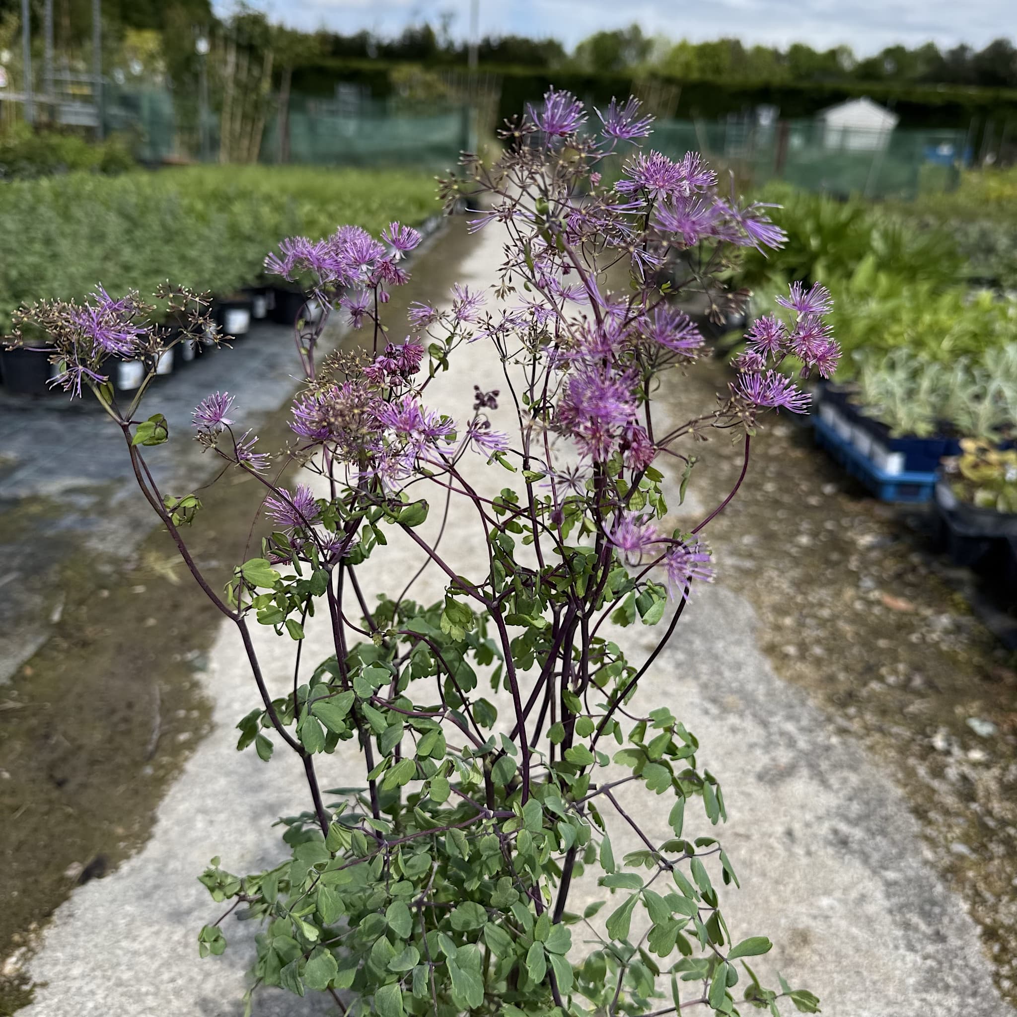Thalictrum 'Thundercloud'