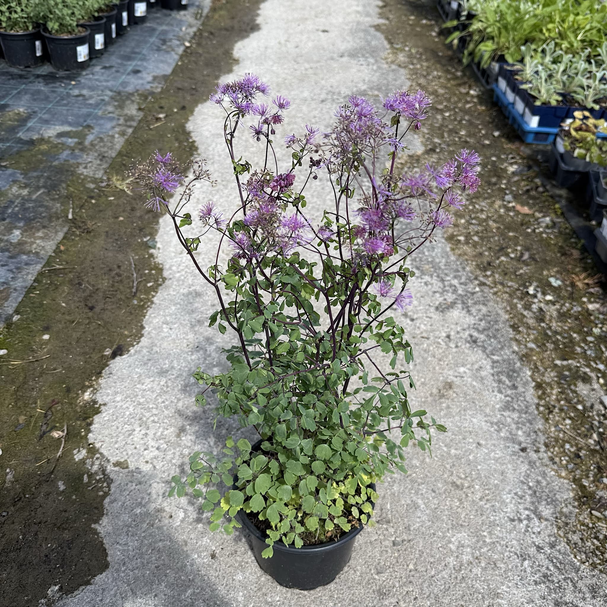 Thalictrum 'Thundercloud'