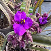 Tradescantia (Andersoniana Group) 'JS Brainstorm'