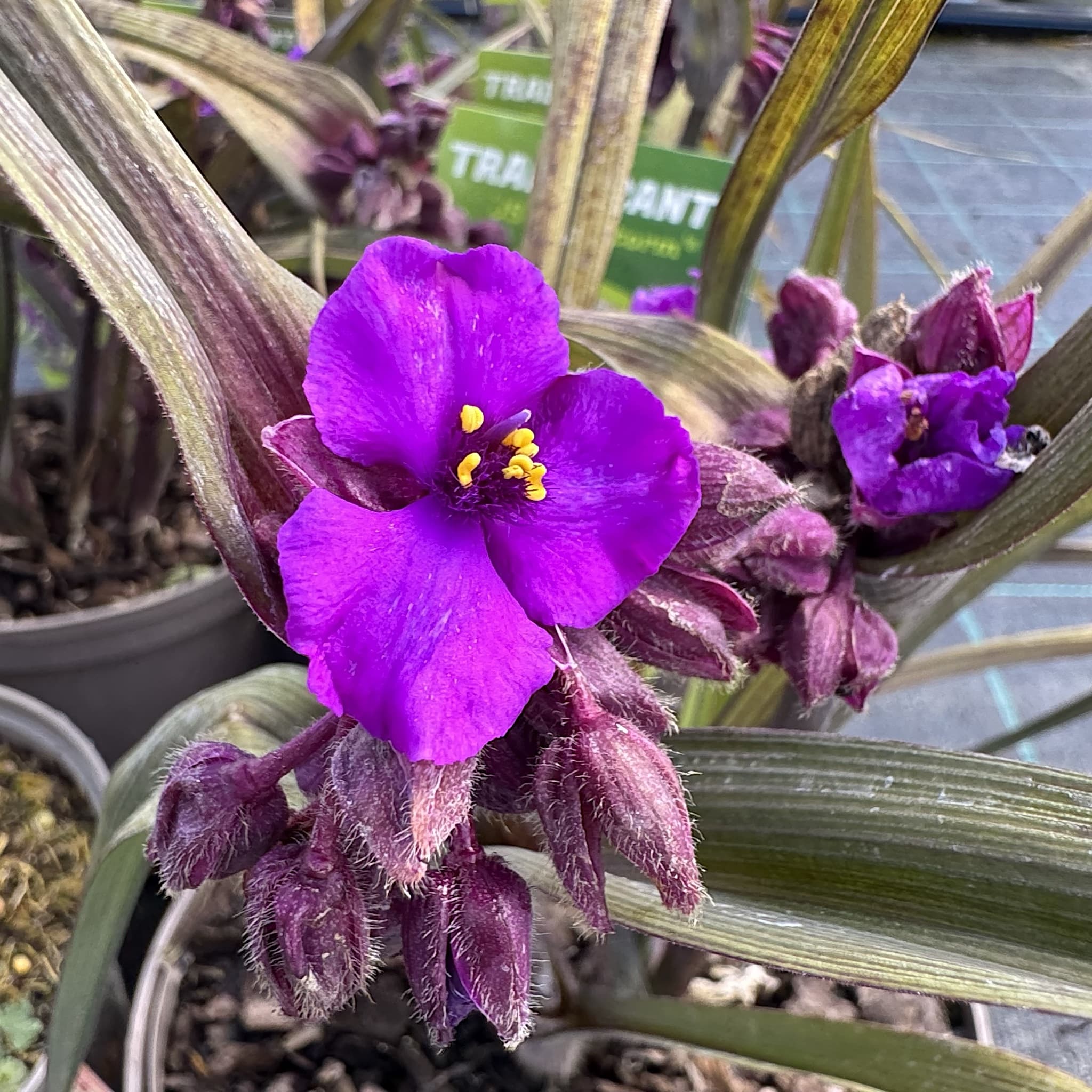 Tradescantia (Andersoniana Group) 'JS Brainstorm'