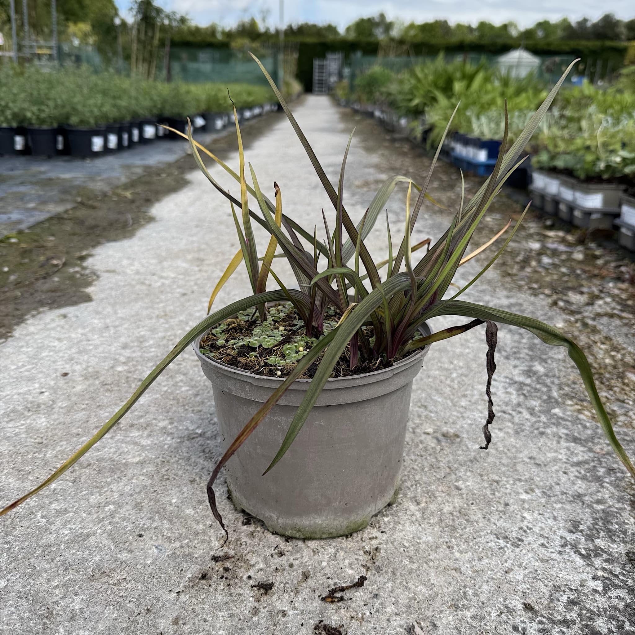 Tradescantia (Andersoniana Group) 'JS Brainstorm'