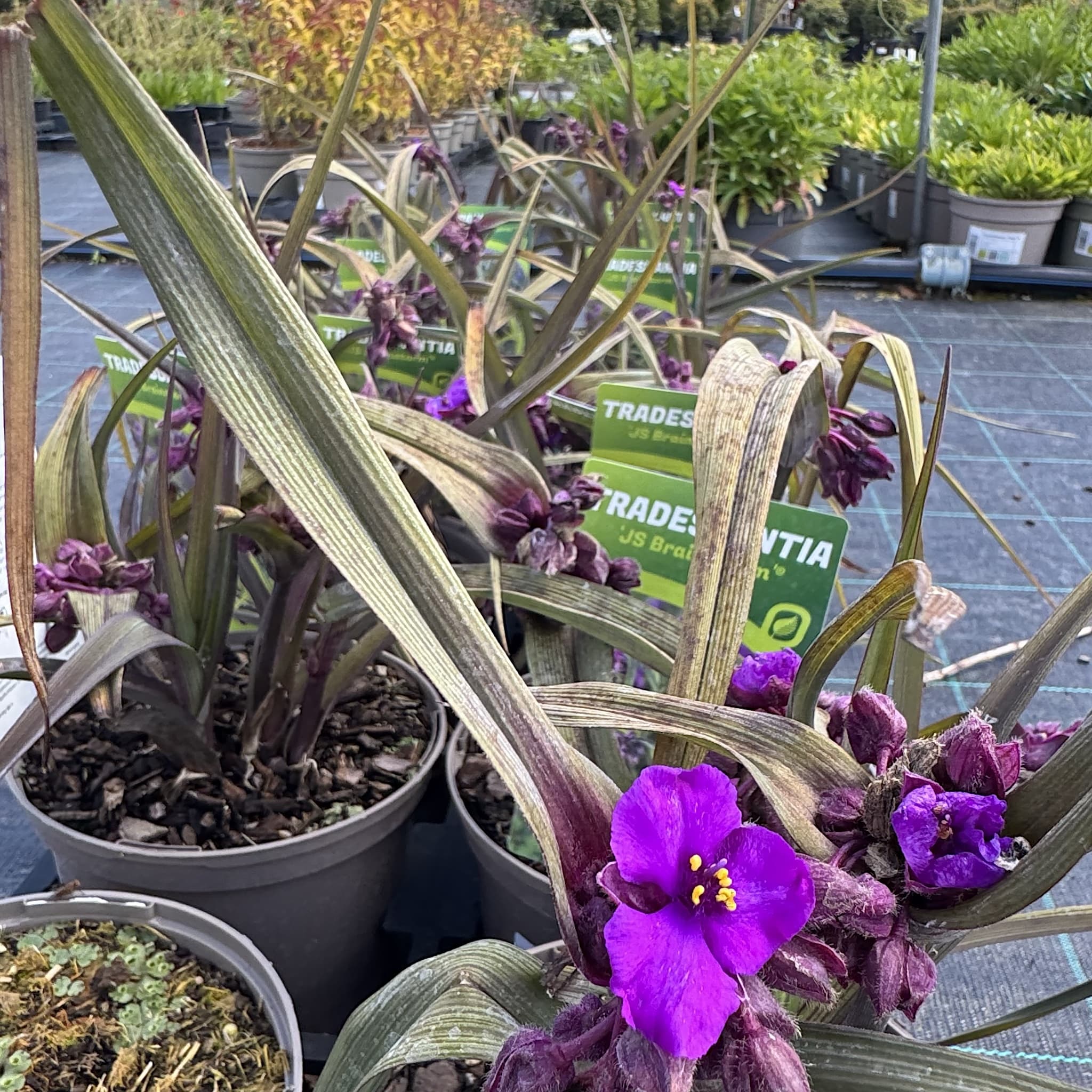 Tradescantia (Andersoniana Group) 'JS Brainstorm'