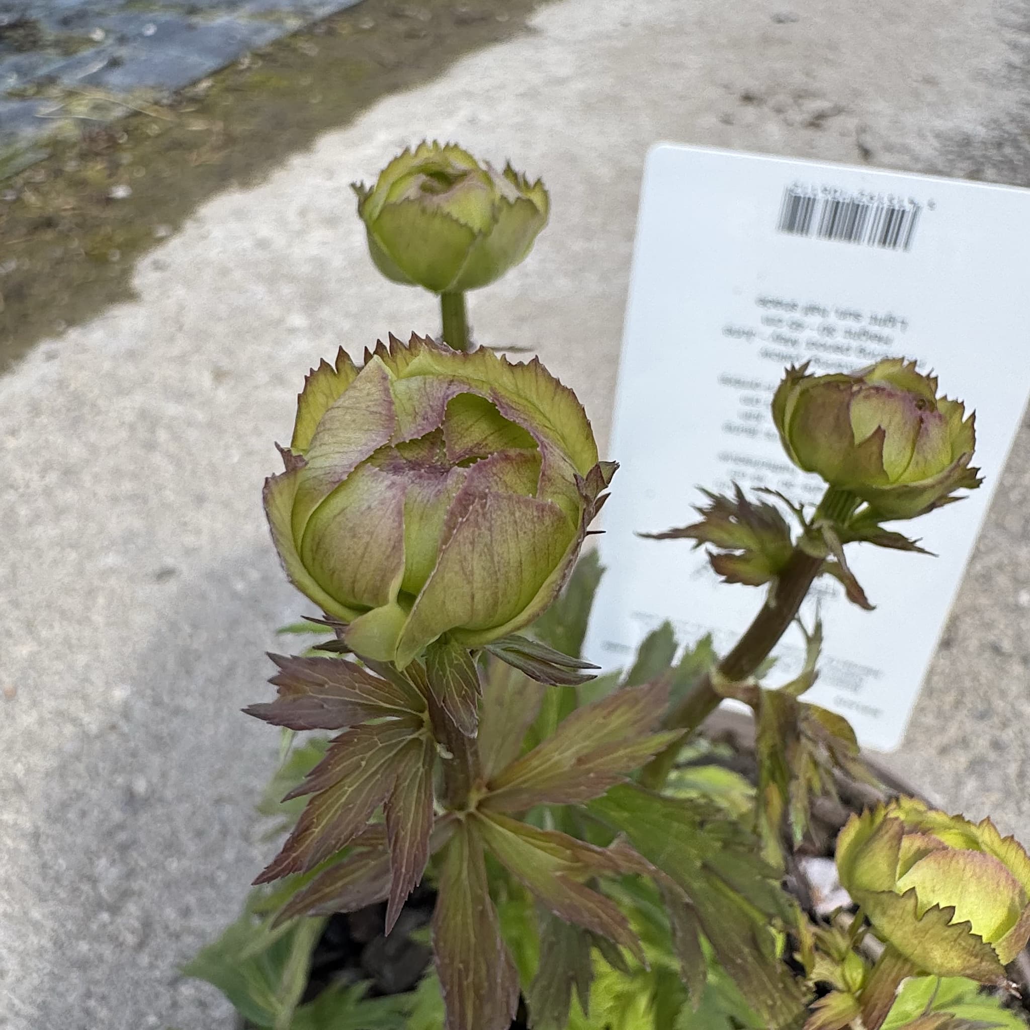 Trollius 'Fullmoon'
