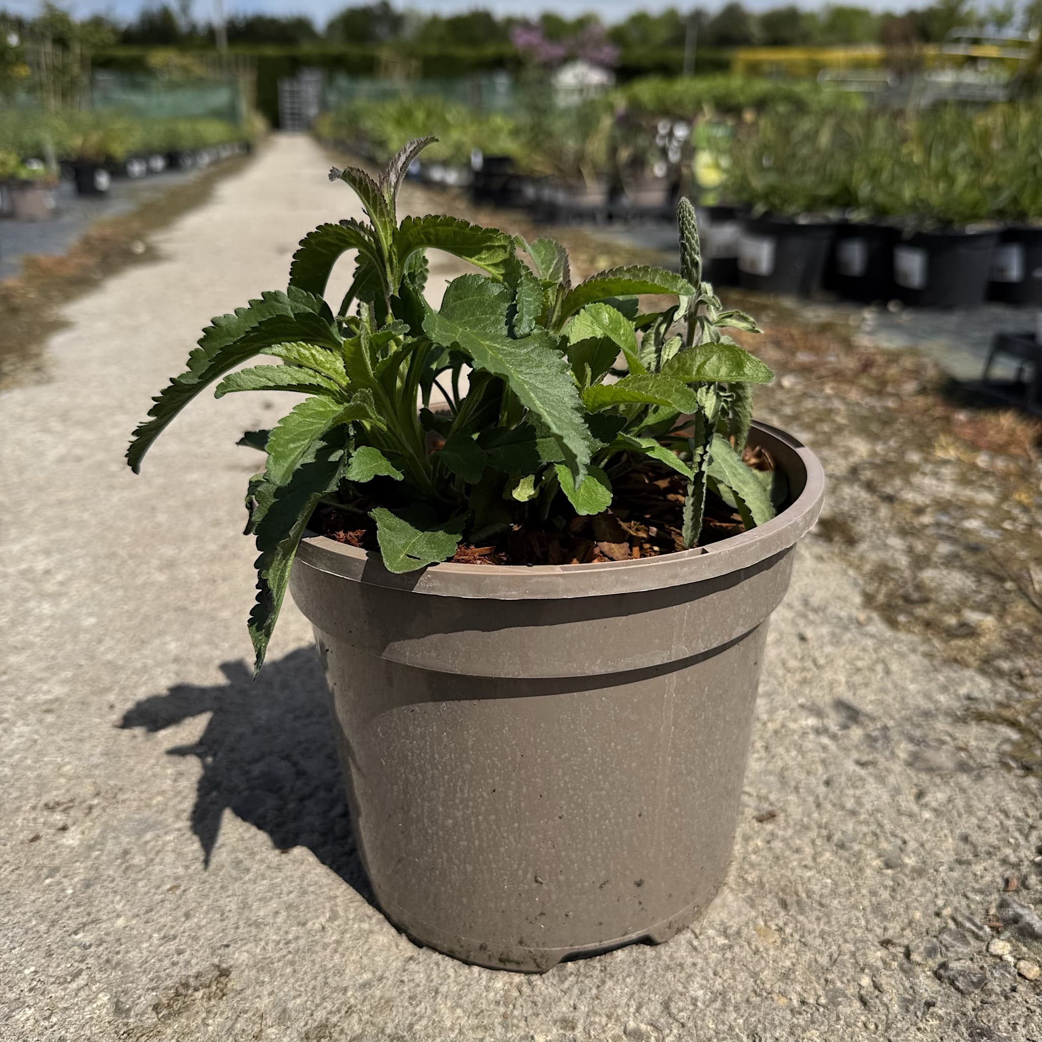 Veronica 'Anniversary Rose'