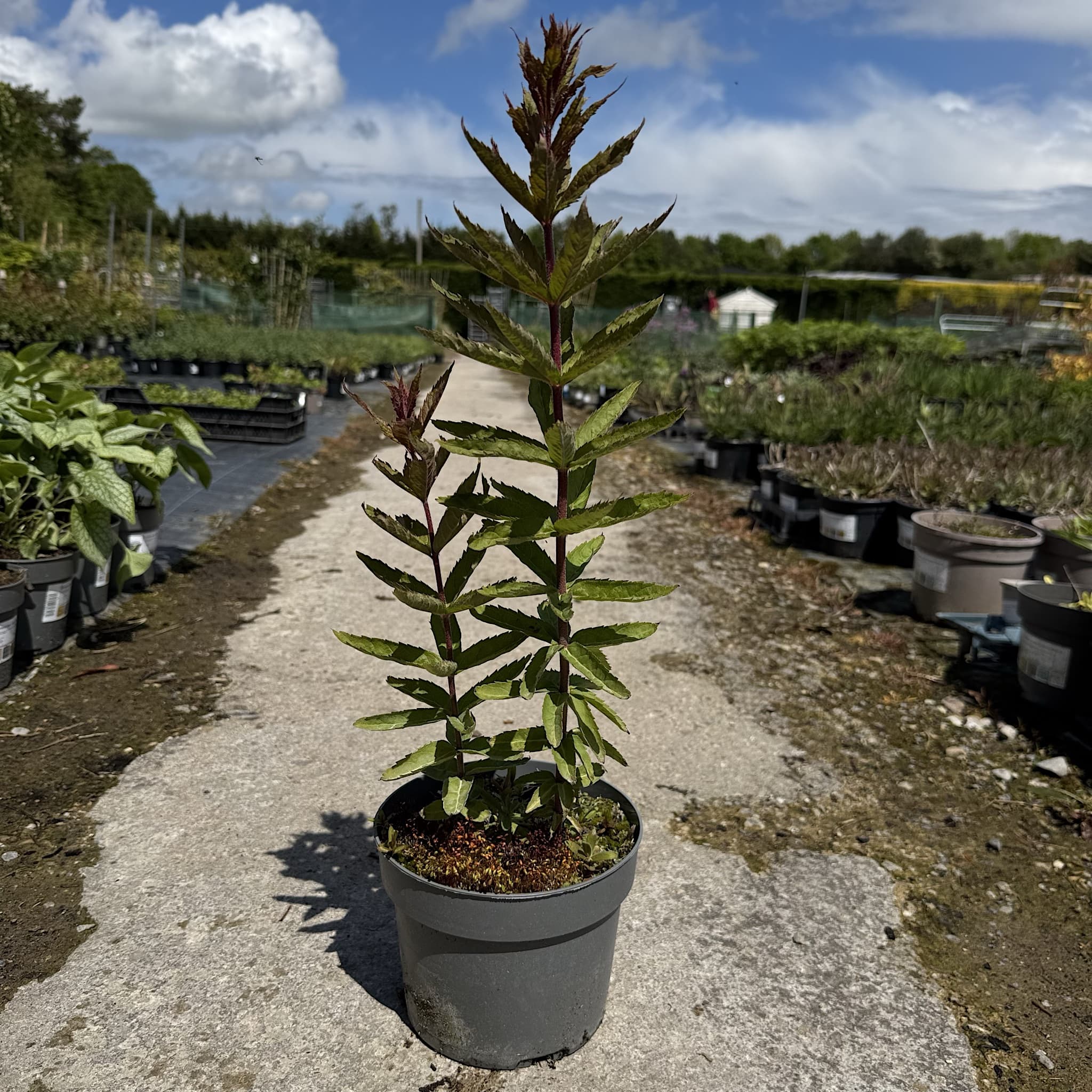 Veronicastrum virginicum 'Adoration'