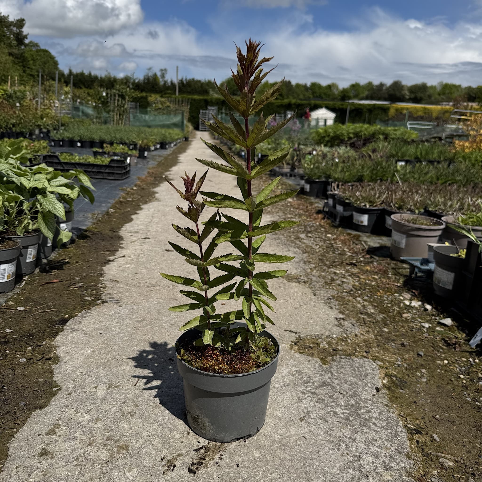 Veronicastrum virginicum 'Adoration'