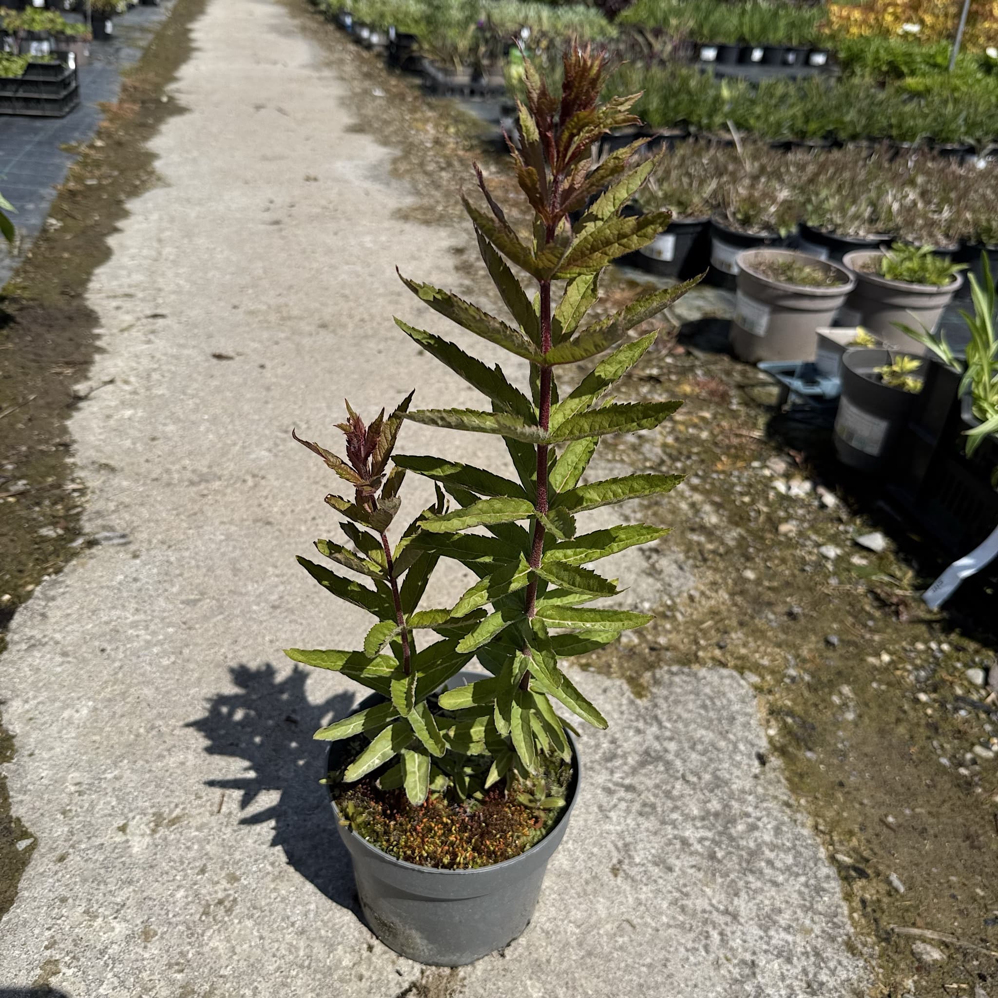 Veronicastrum virginicum 'Adoration'
