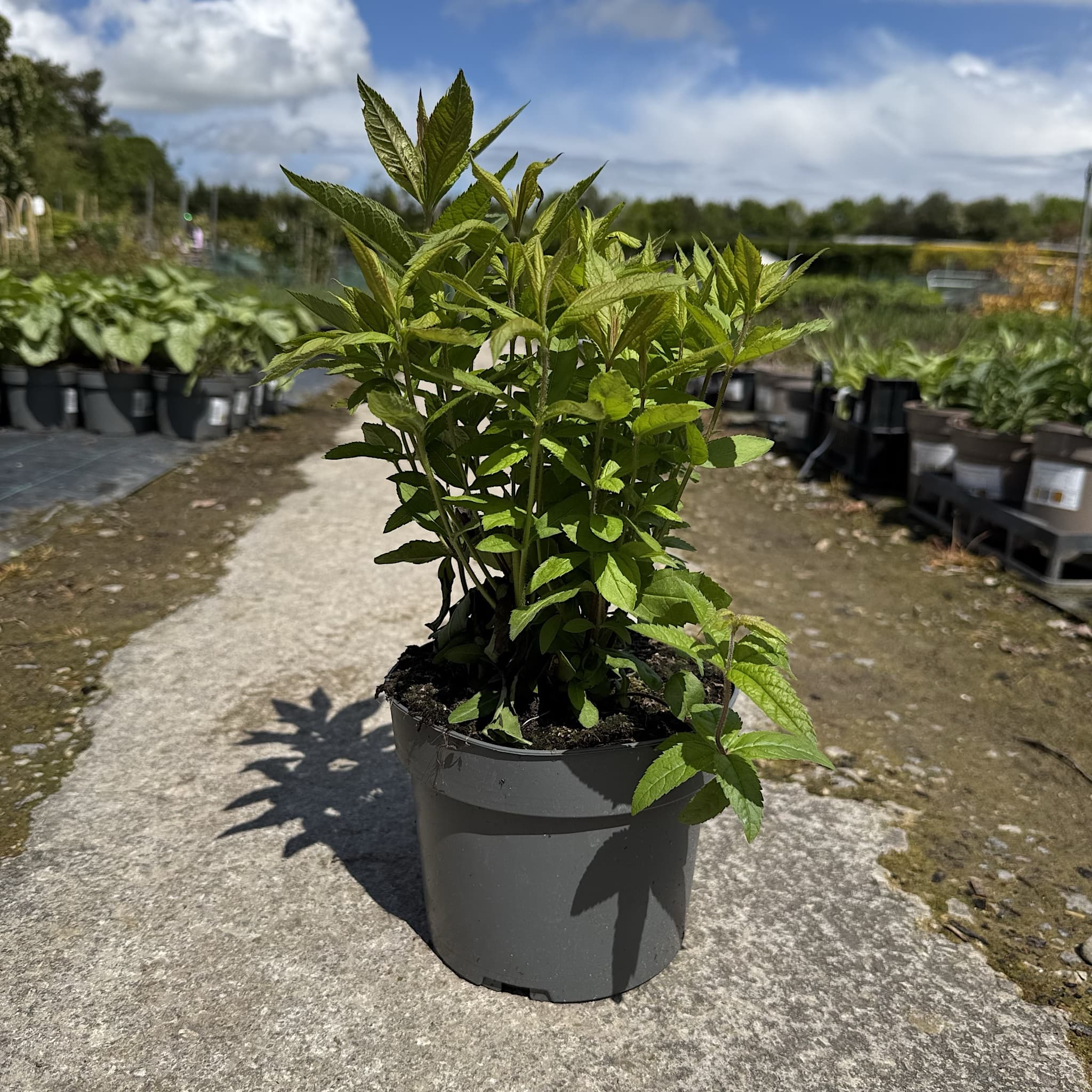 Veronicastrum virg. 'Album'