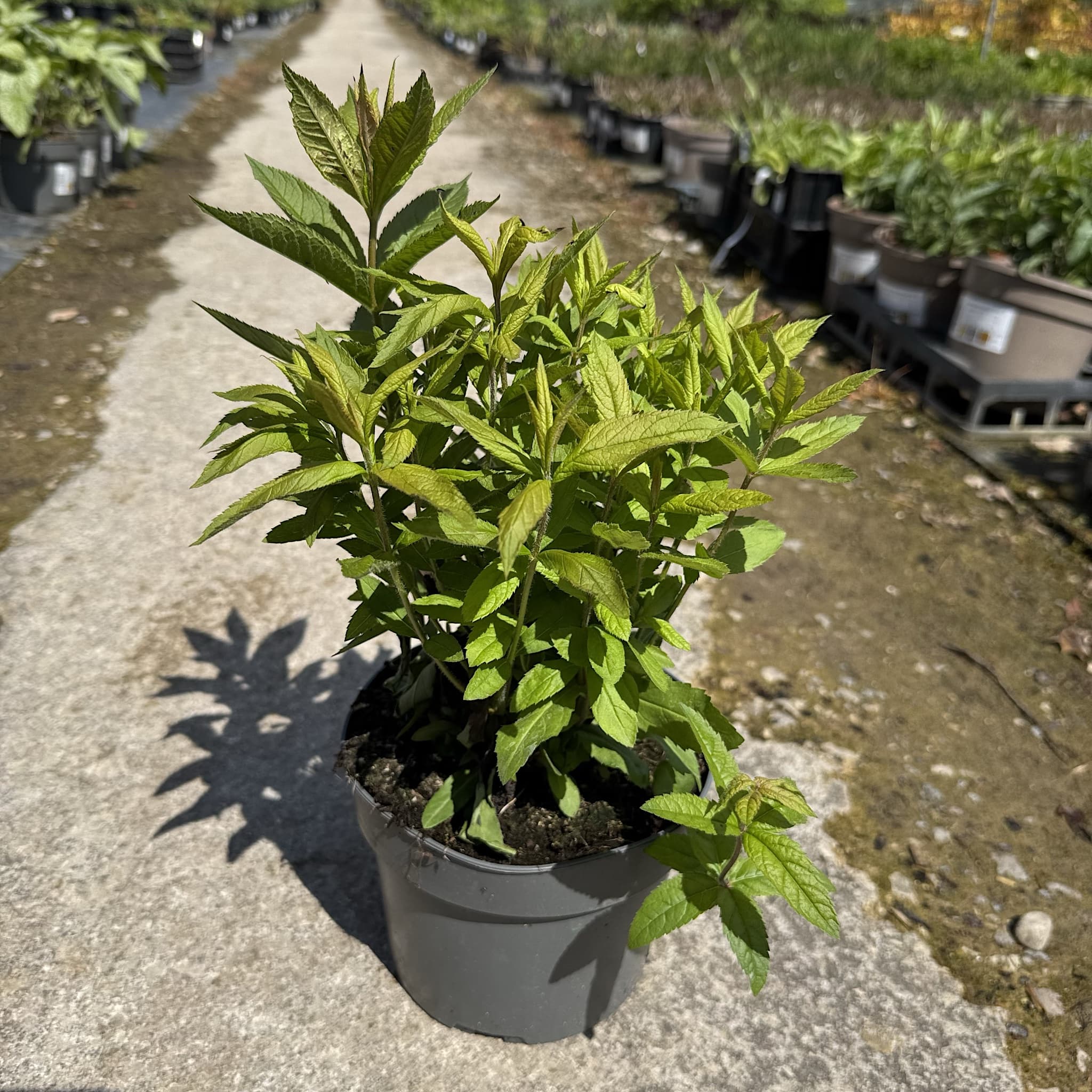 Veronicastrum virg. 'Album'