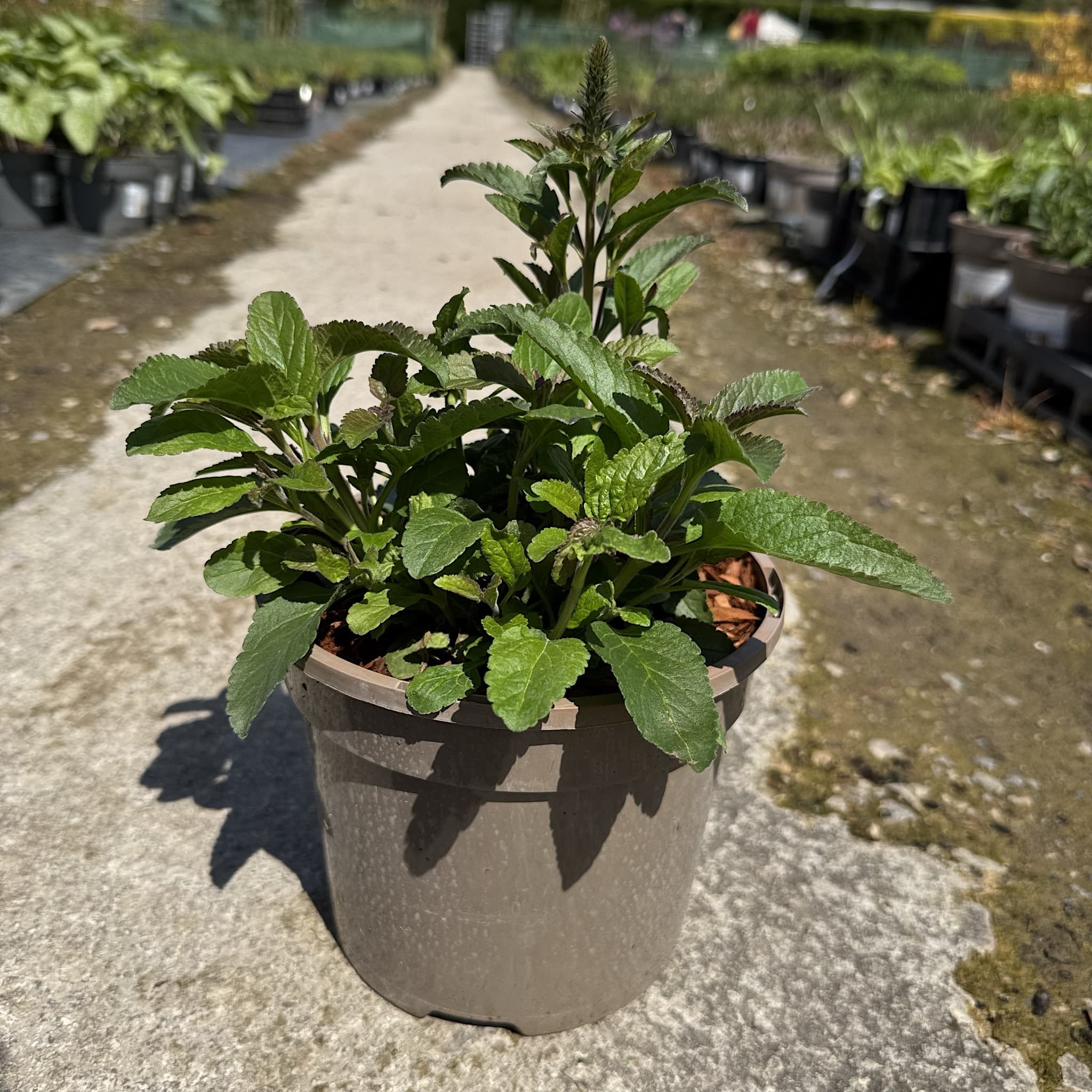 Veronica 'Anniversary Blue'
