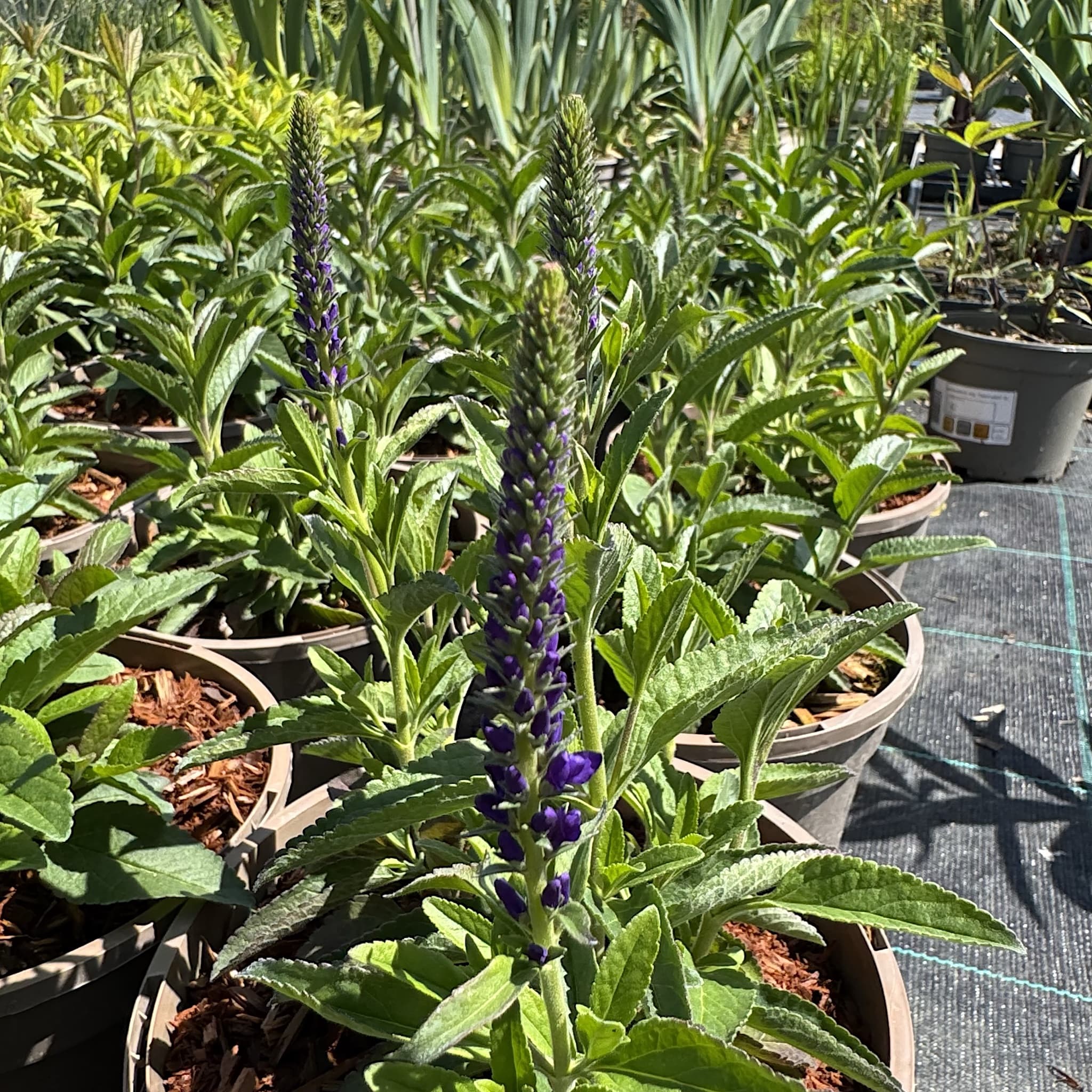 Veronica 'Anniversary Blue'