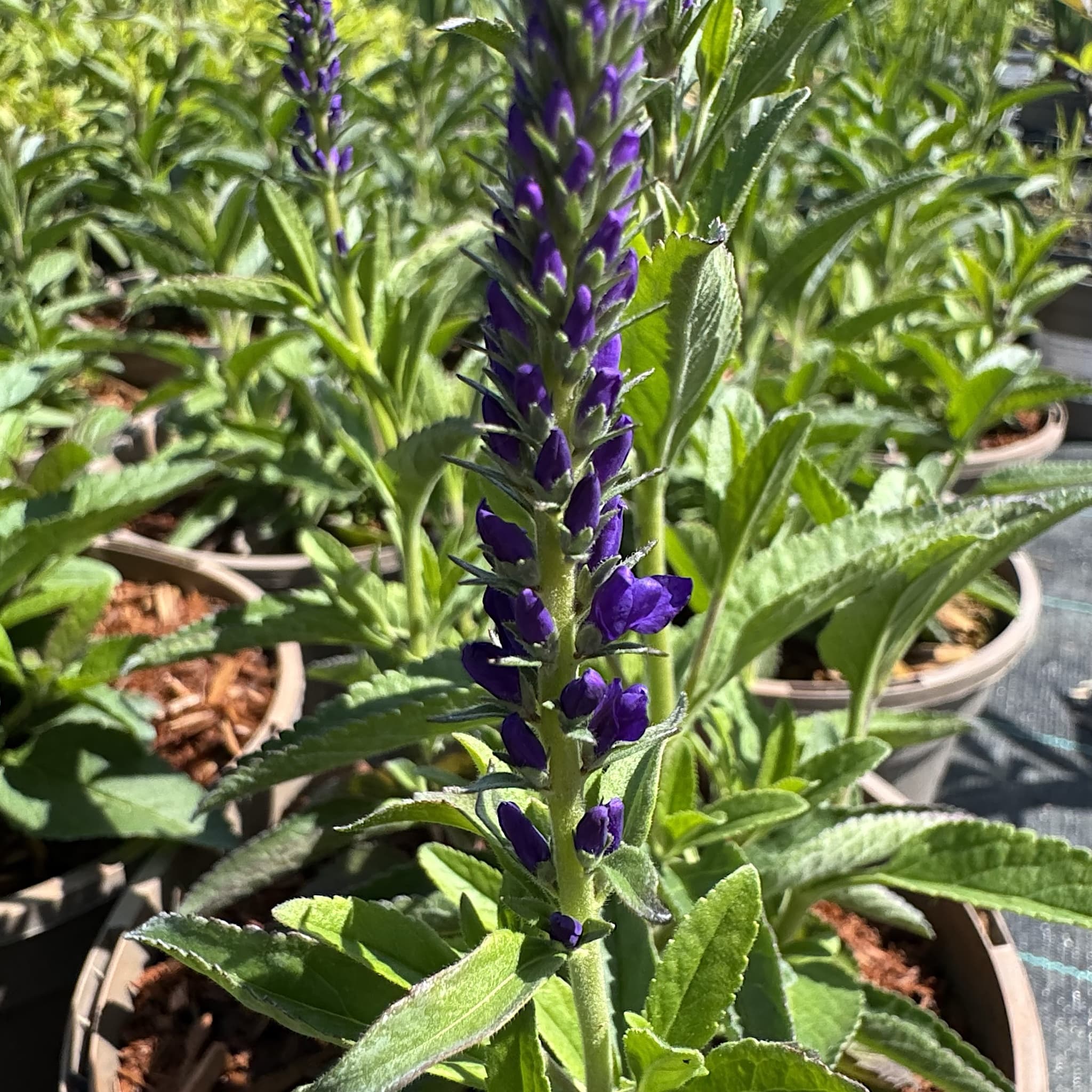 Veronica 'Anniversary Blue'