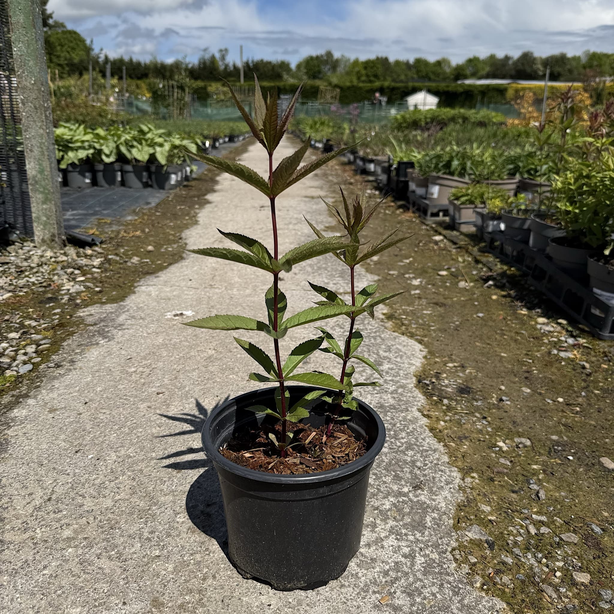 Veronicastrum virg. 'Fascination'