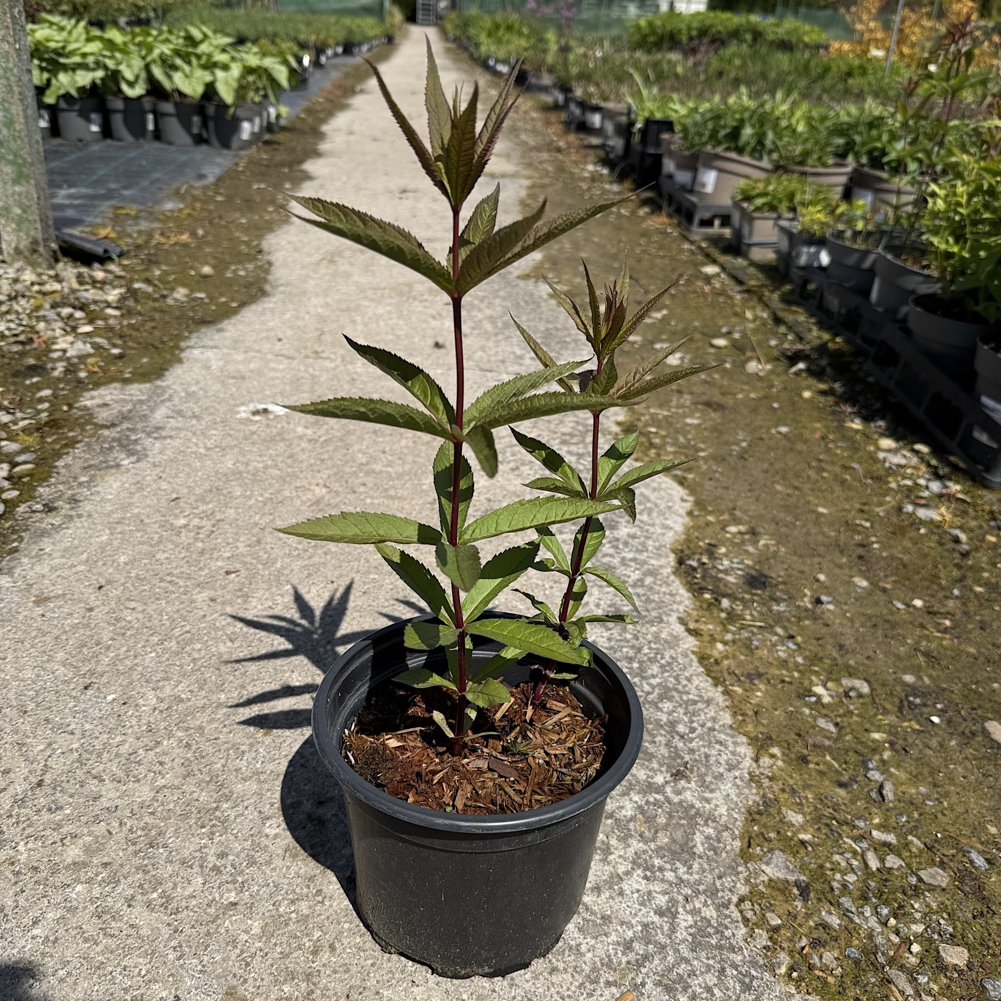 Veronicastrum virg. 'Fascination'