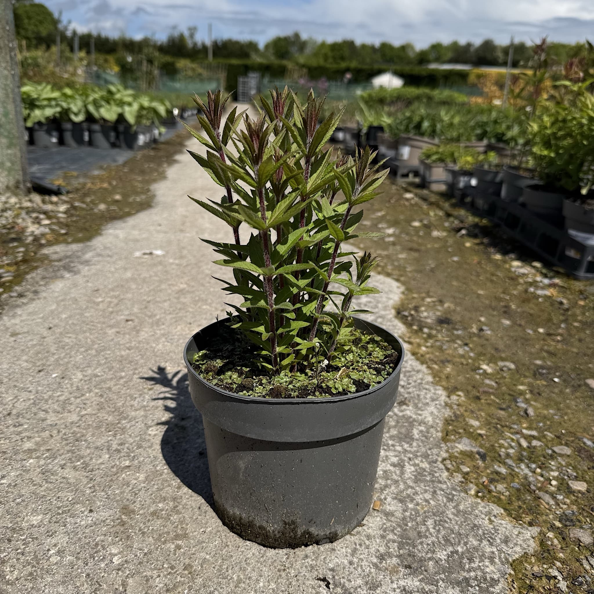 Veronicastrum virginicum roseum 'Pink Glow'
