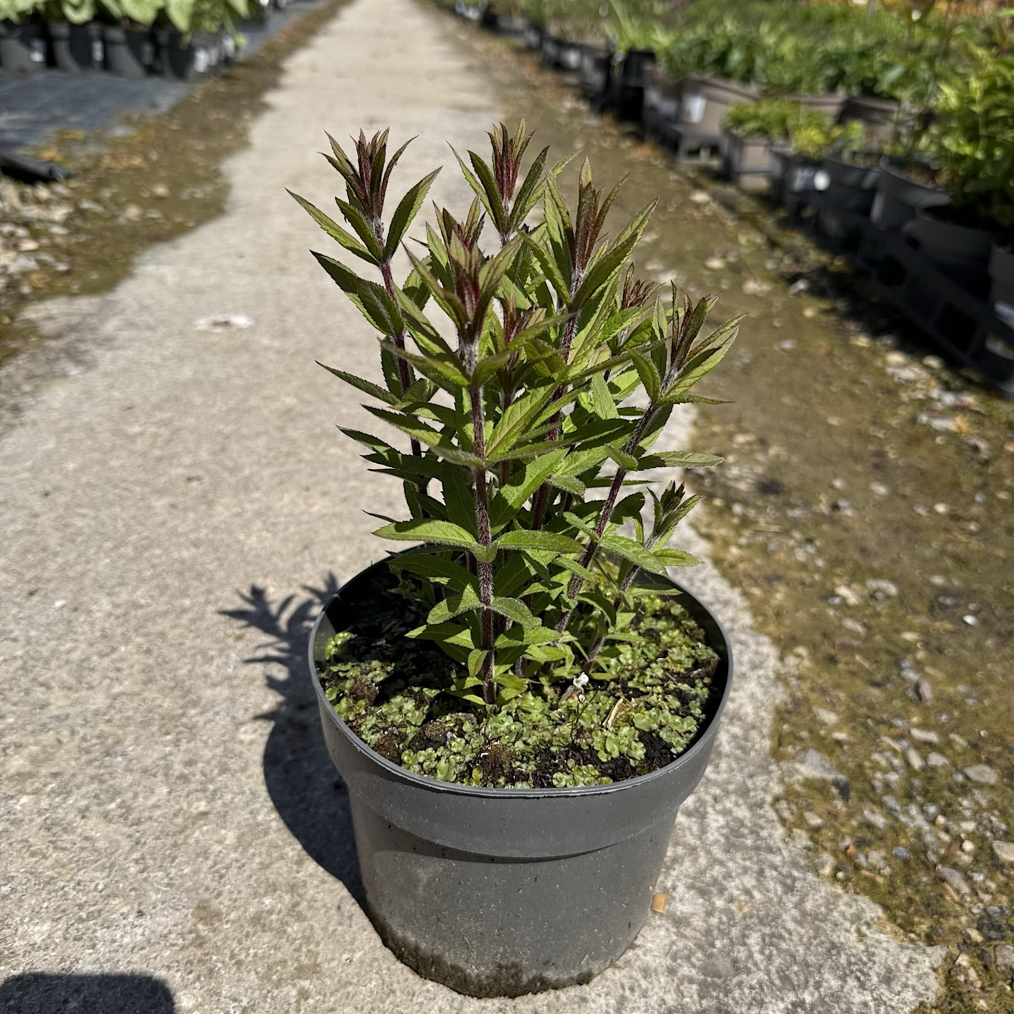 Veronicastrum virginicum roseum 'Pink Glow'