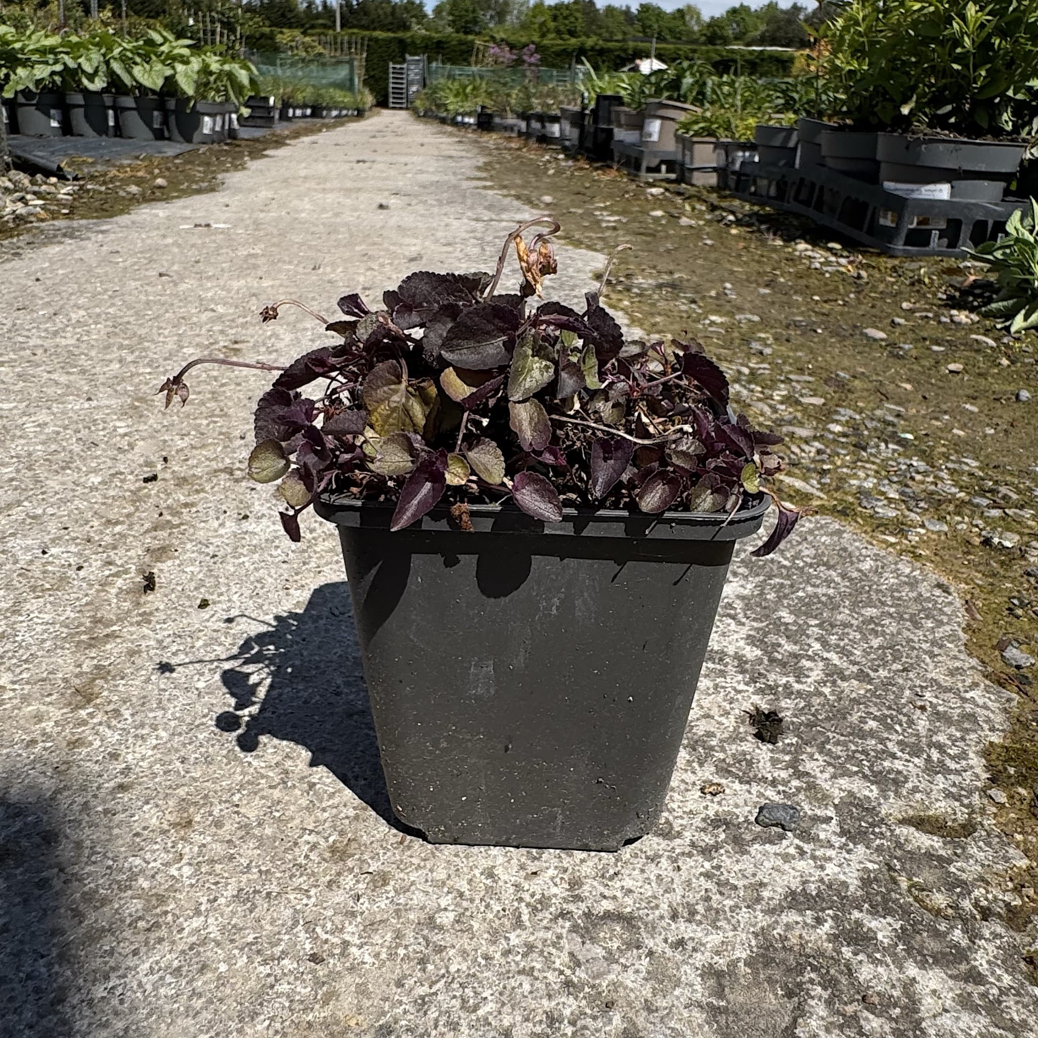 Viola labradorica