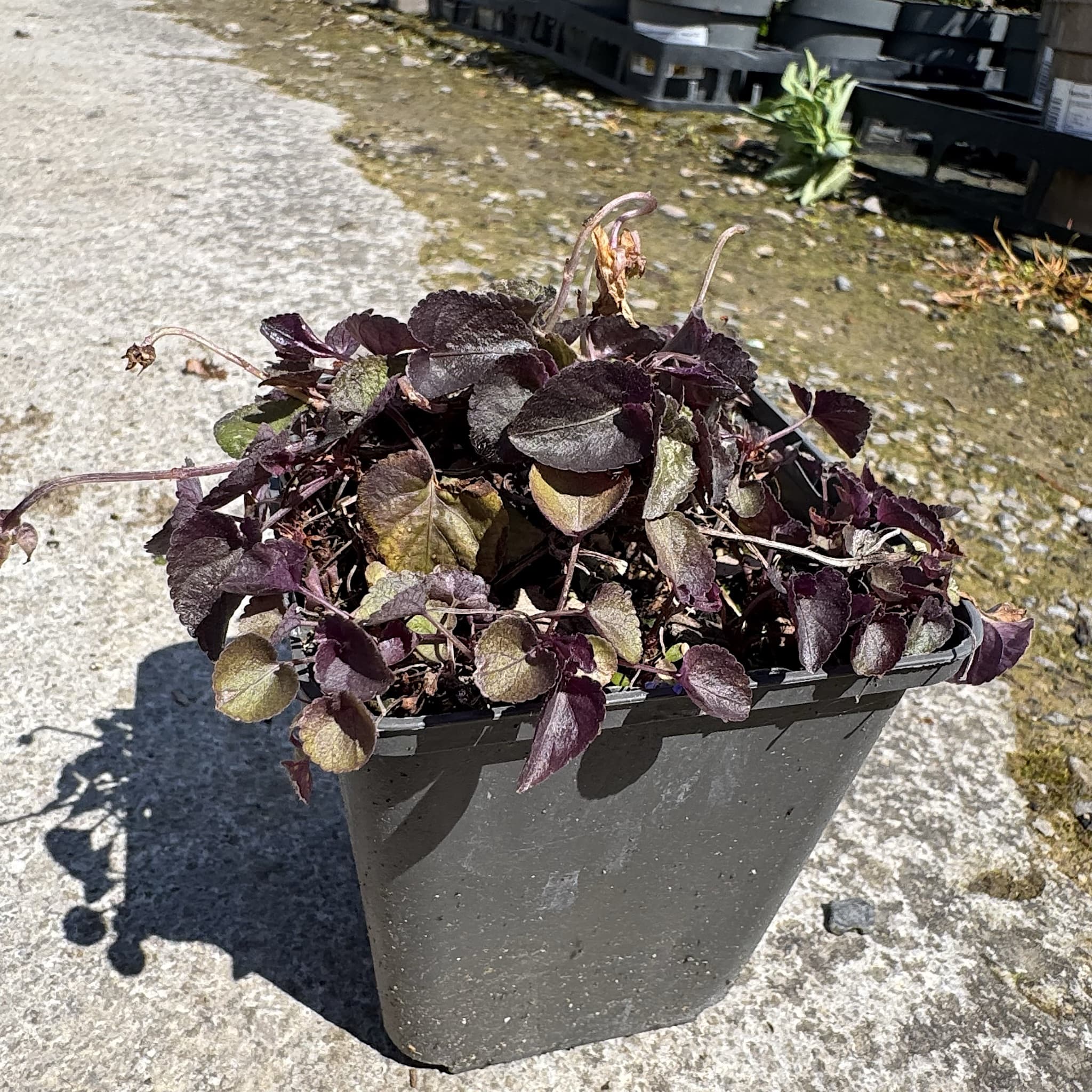 Viola labradorica