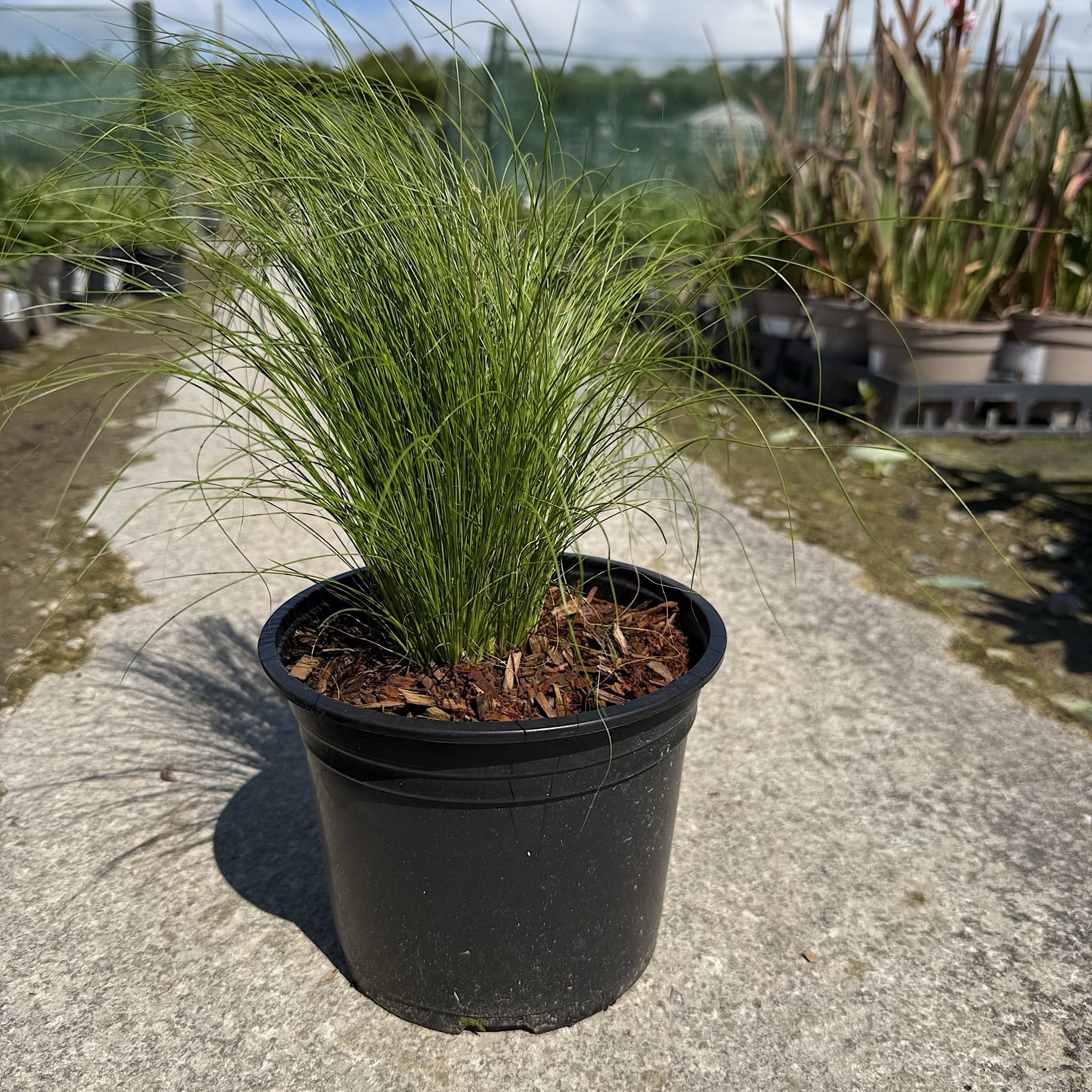 Stipa tenuissima