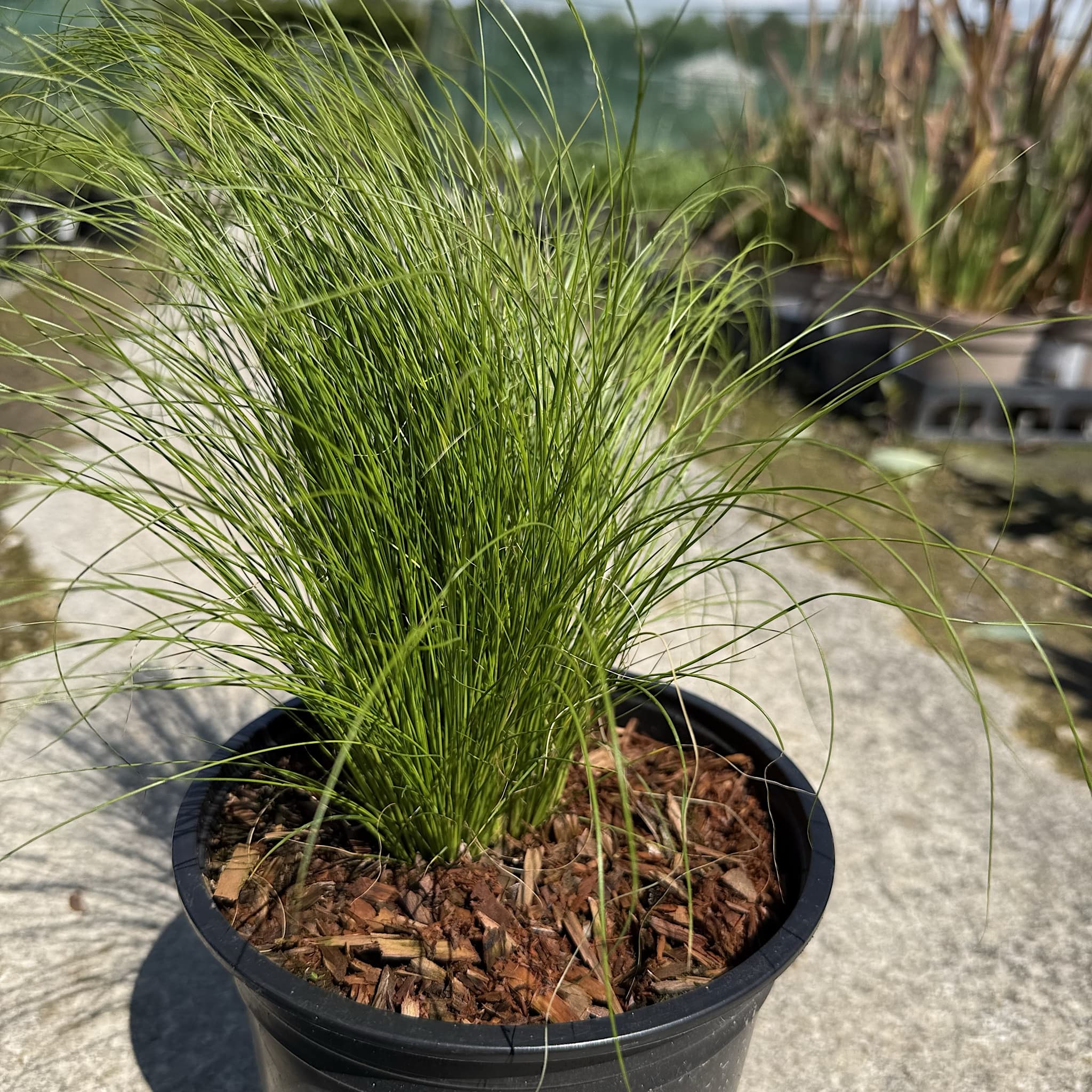 Stipa tenuissima