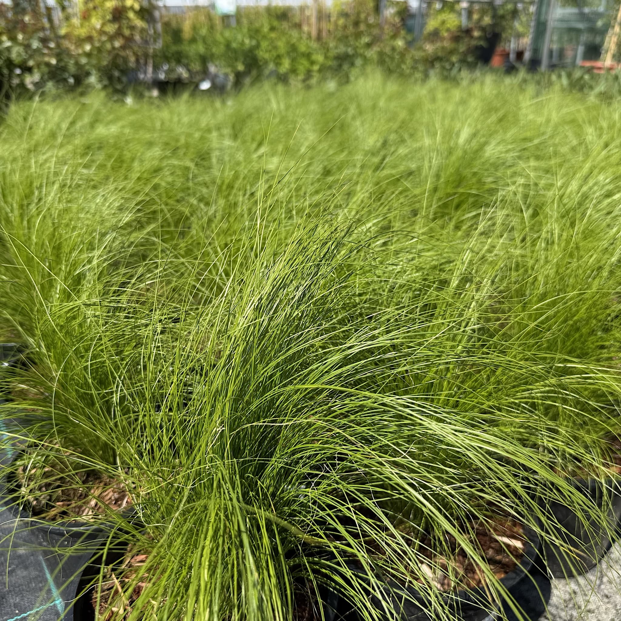 Stipa tenuissima
