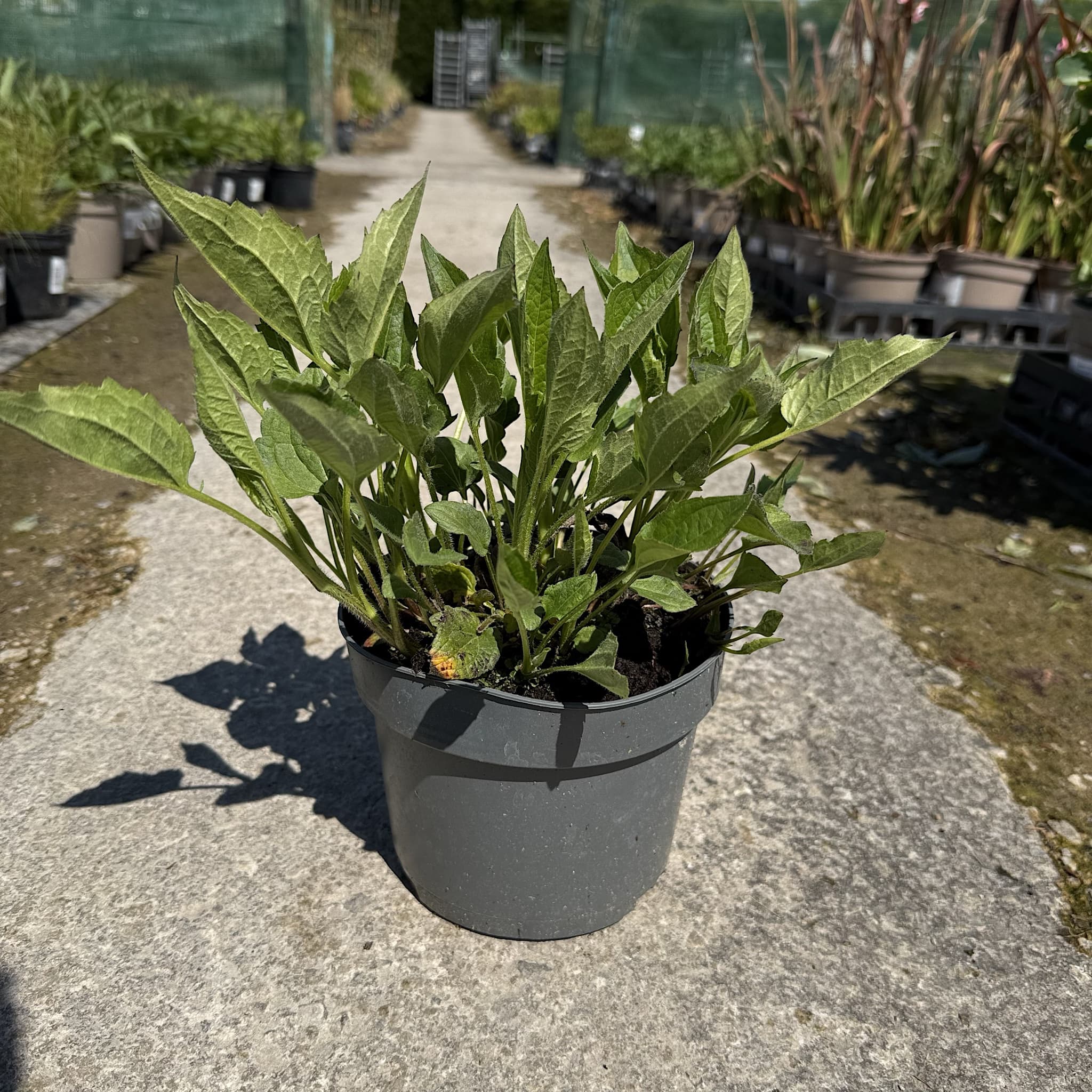 Rudbeckia fulg. 'Goldsturm'